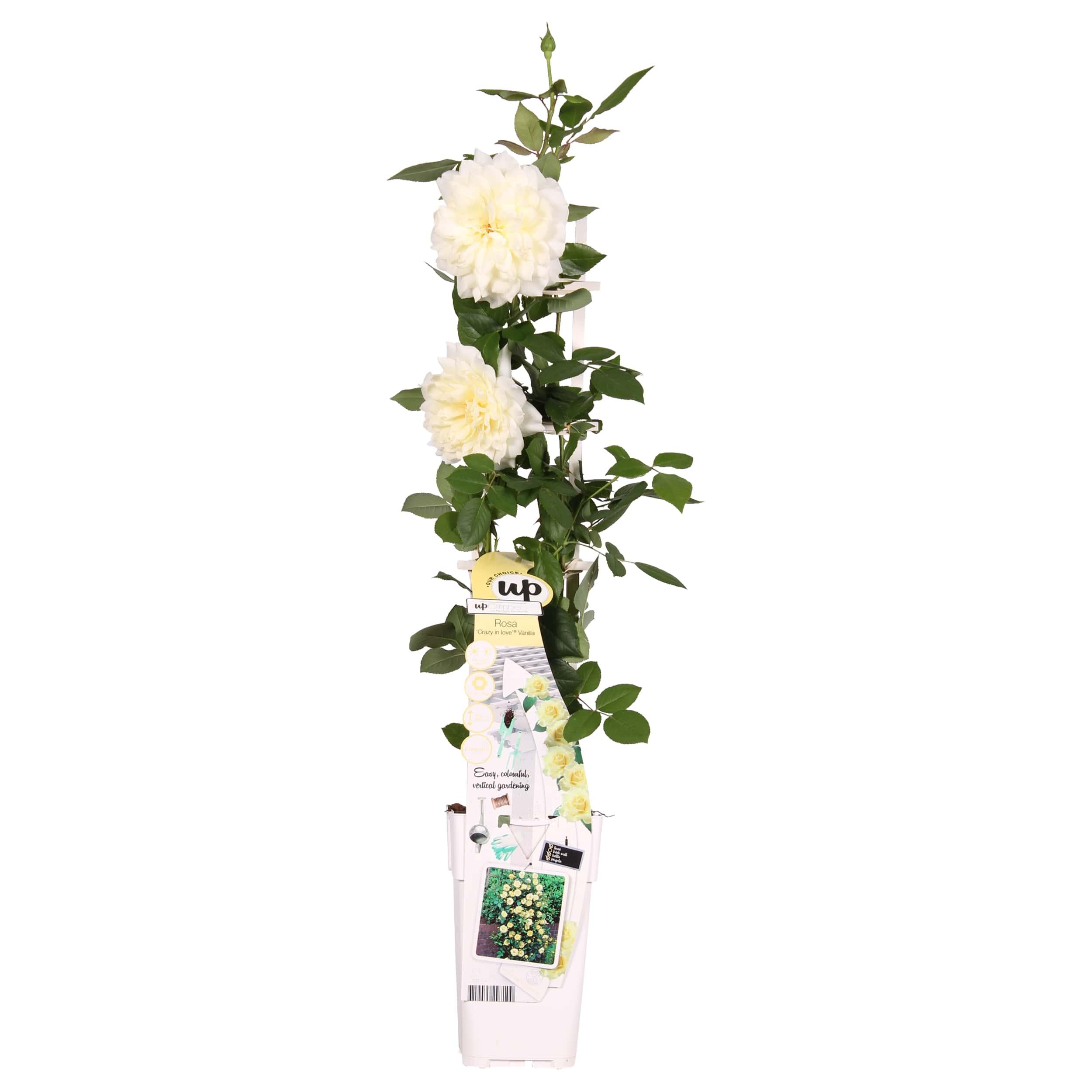 Rosa Crazy in love 'Vanilla' en pot Ø15cm  Hauteur 65cm. Plante verte type Rosa Crazy in love 'Vanilla', livrée en pot, idéale pour intérieur lumineux.