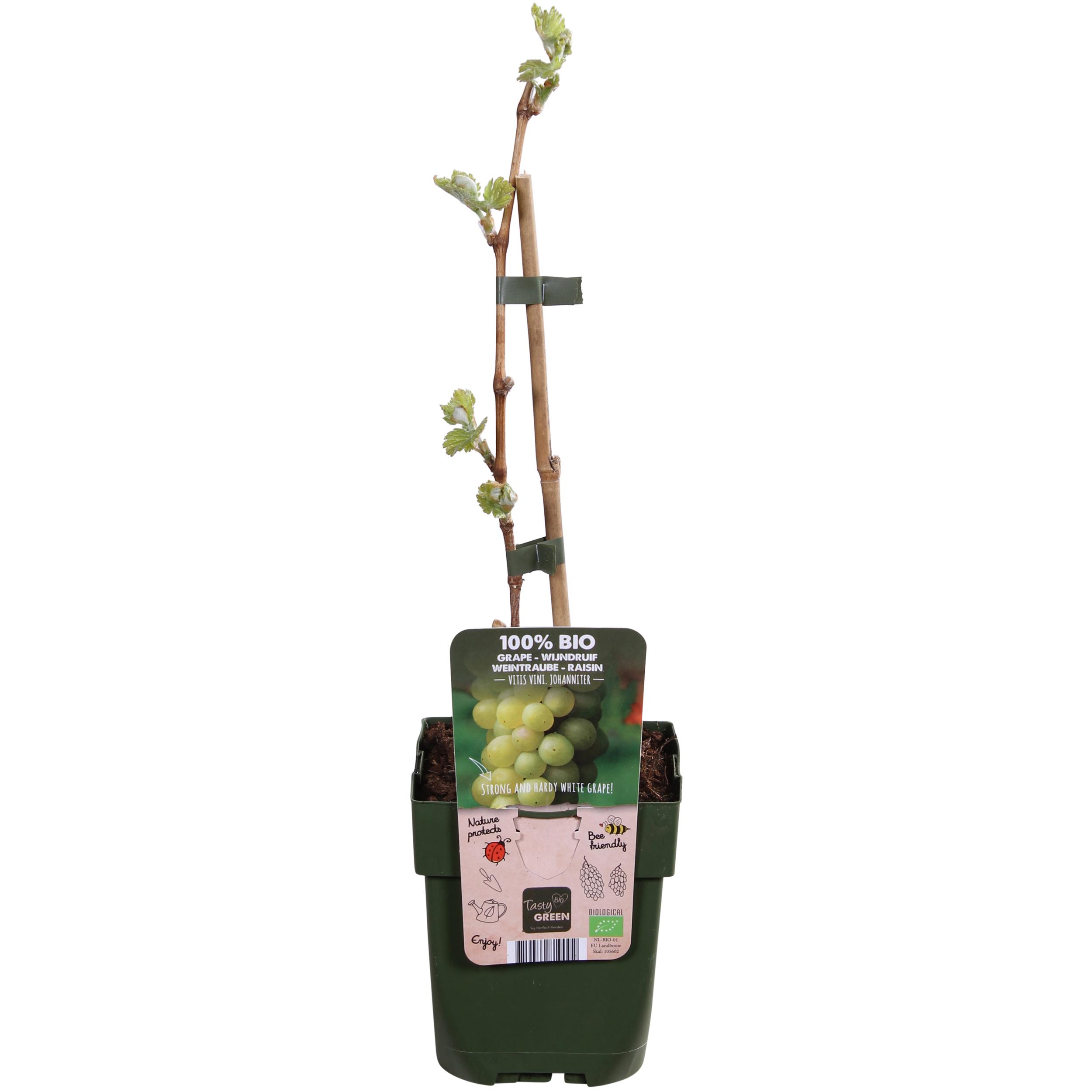 Vitis vinifera 'Johanniter' en pot Ø13cm  Hauteur 45cm. Plante verte type Vitis vinifera 'Johanniter', livrée en pot, idéale pour intérieur lumineux.