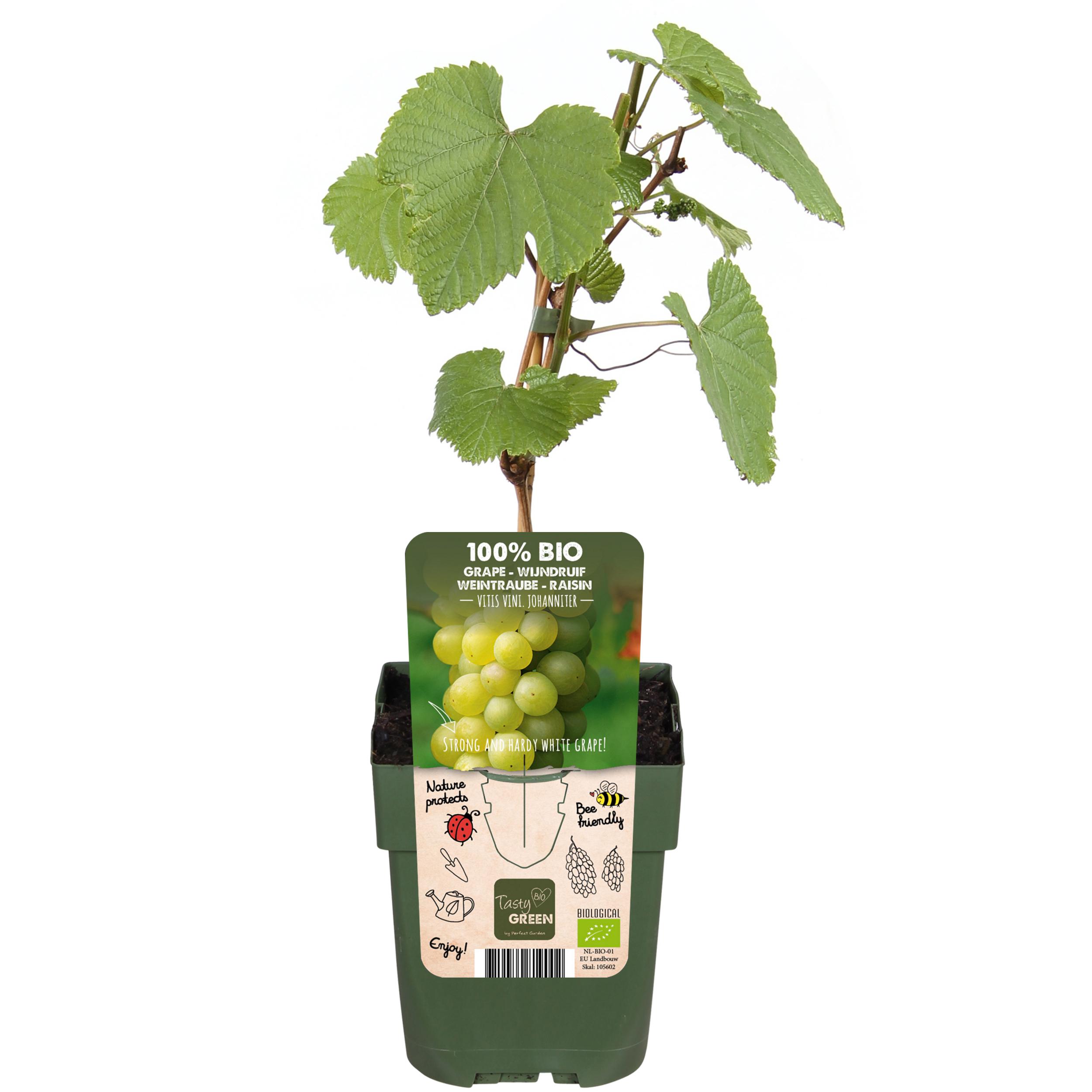 Vitis vinifera 'Johanniter' en pot Ø13cm  Hauteur 45cm. Plante verte type Vitis vinifera 'Johanniter', livrée en pot, idéale pour intérieur lumineux. – Image 2