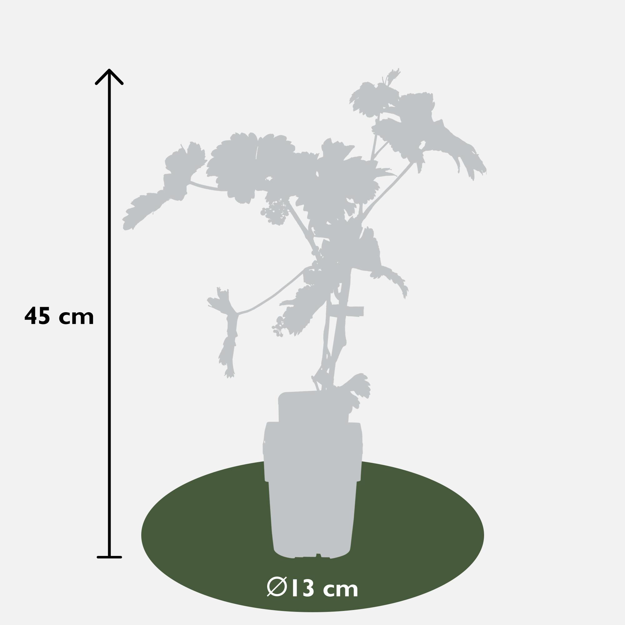 Vitis vinifera 'Johanniter' en pot Ø13cm  Hauteur 45cm. Plante verte type Vitis vinifera 'Johanniter', livrée en pot, idéale pour intérieur lumineux. – Image 3