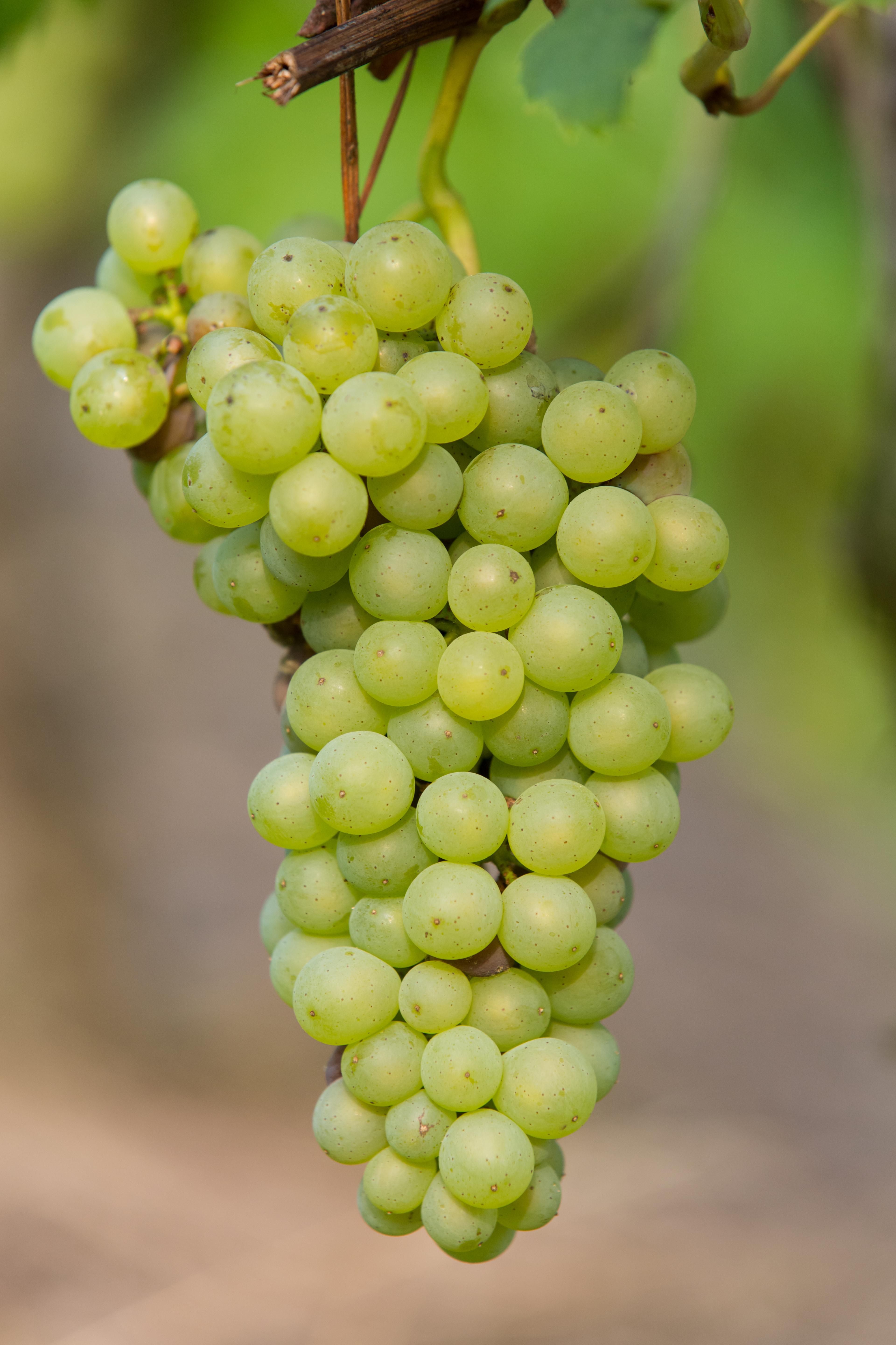 Vitis vinifera 'Johanniter' en pot Ø13cm  Hauteur 45cm. Plante verte type Vitis vinifera 'Johanniter', livrée en pot, idéale pour intérieur lumineux. – Image 4