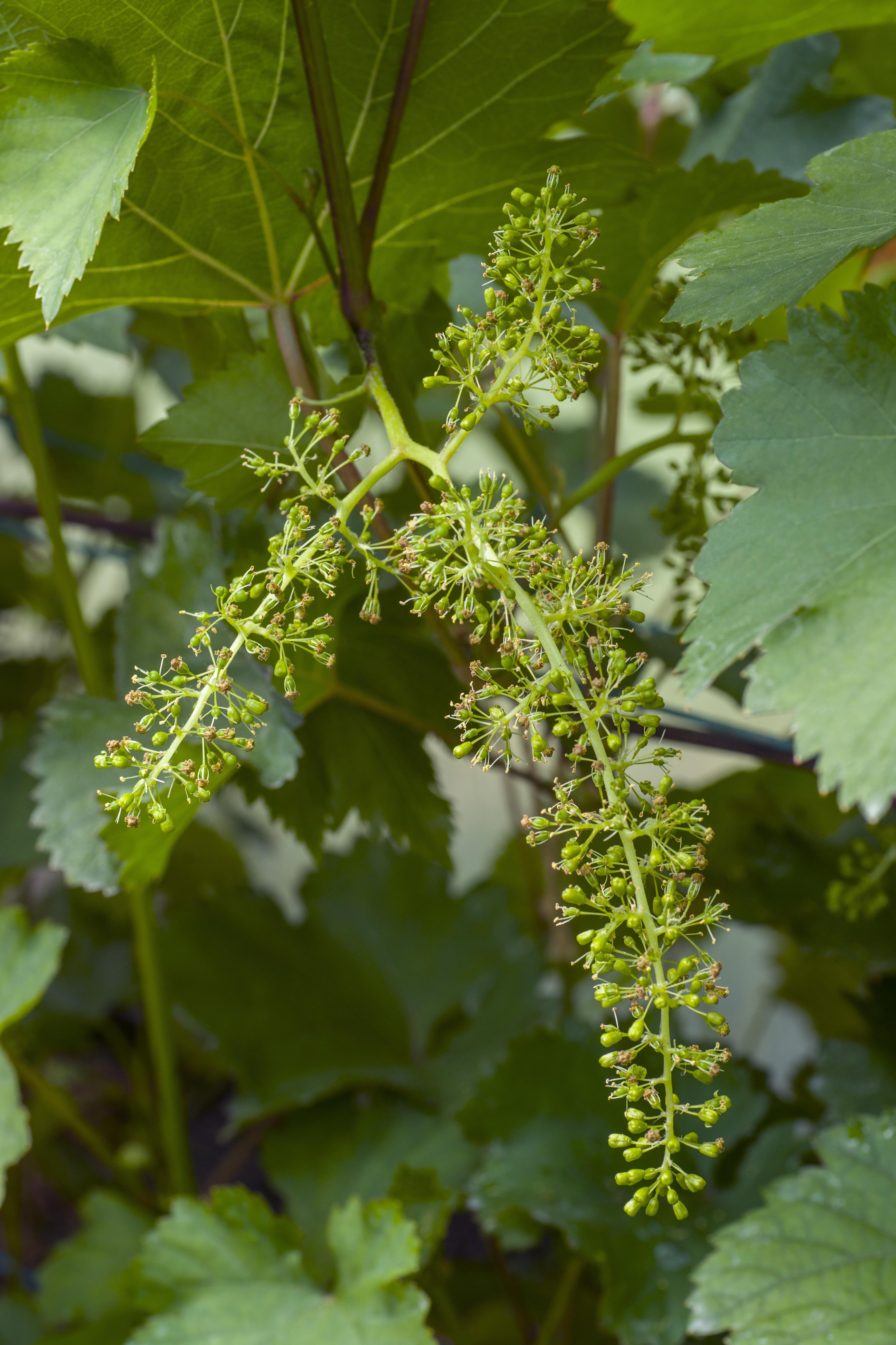 Vitis vinifera 'Johanniter' en pot Ø13cm  Hauteur 45cm. Plante verte type Vitis vinifera 'Johanniter', livrée en pot, idéale pour intérieur lumineux. – Image 5