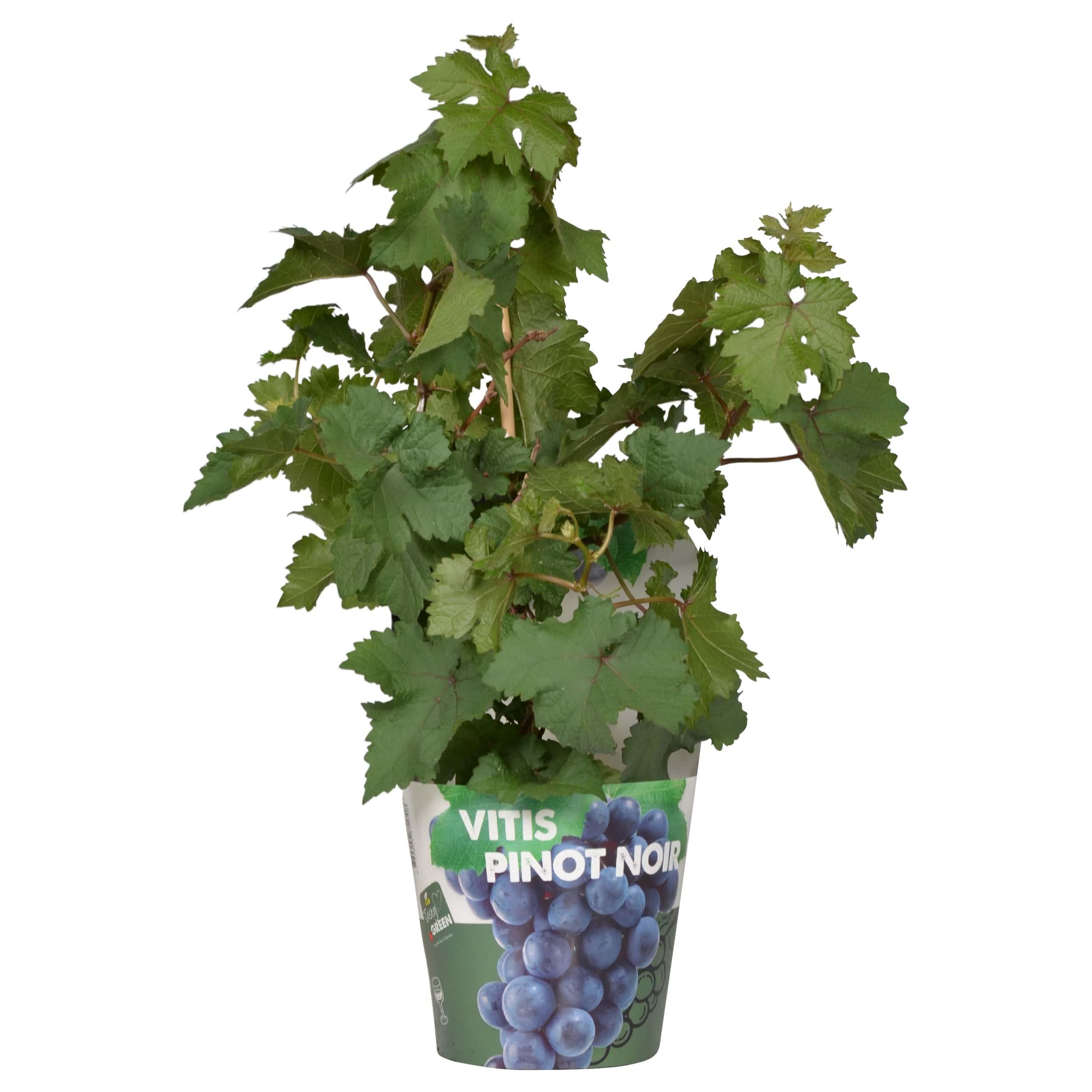 Vitis Pixie Pinot Noir en pot Ø21cm  Hauteur 70cm. Plante verte type Vitis Pixie Pinot Noir, livrée en pot, idéale pour intérieur lumineux.