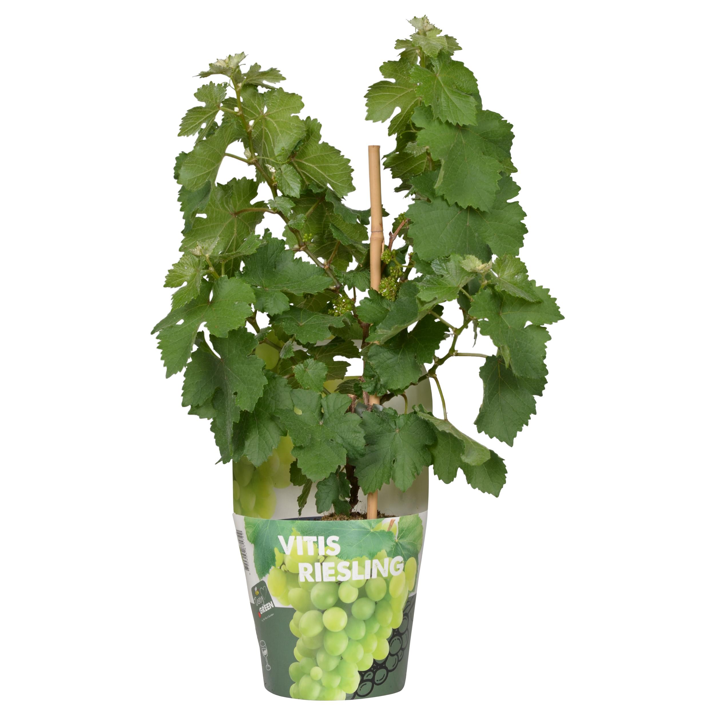 Vitis Pixie Riesling en pot Ø14cm  Hauteur 30cm. Plante verte type Vitis Pixie Riesling, livrée en pot, idéale pour intérieur lumineux.