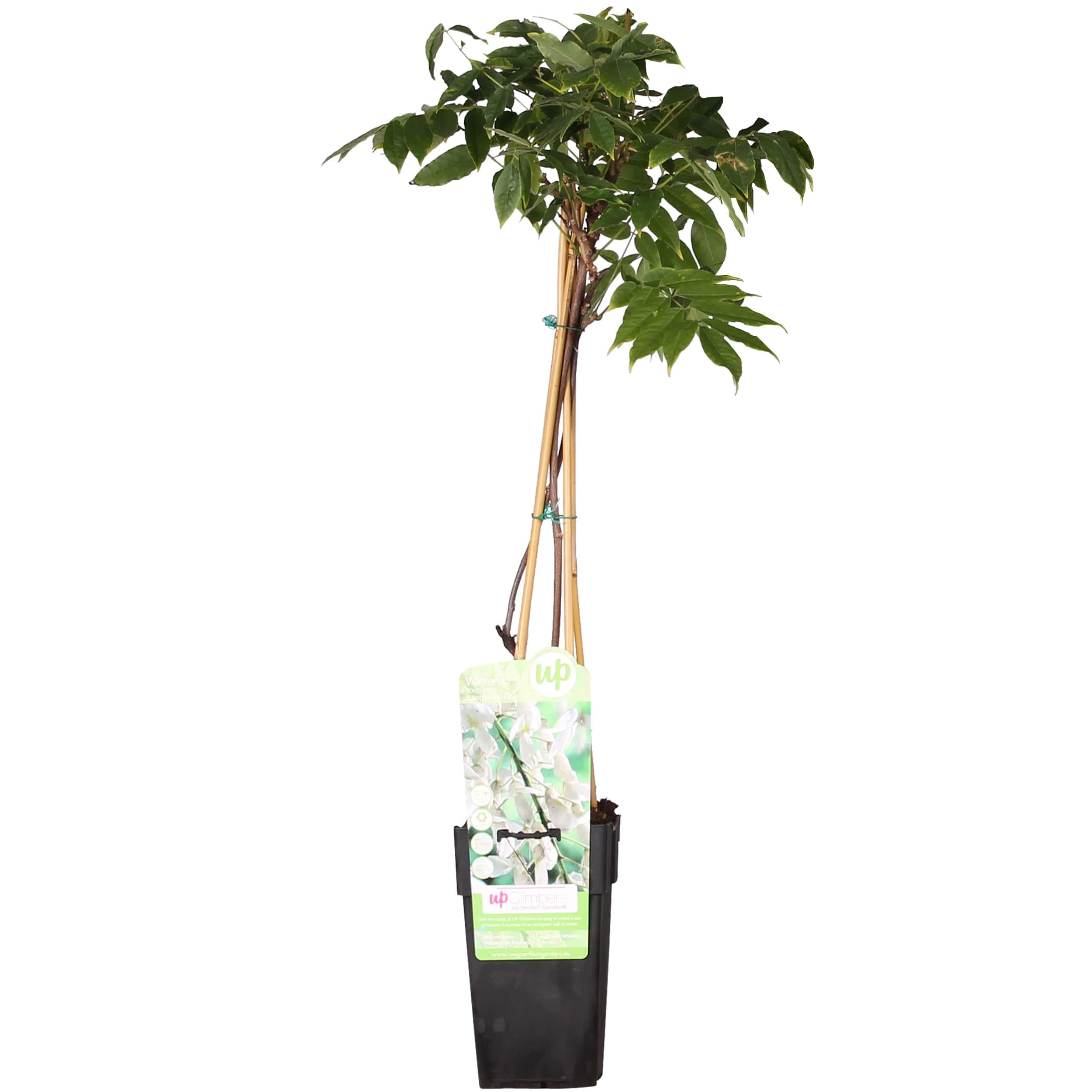 Wisteria floribunda Alba en pot Ø15cm  Hauteur 65cm. Plante verte type Wisteria floribunda Alba, livrée en pot, idéale pour intérieur lumineux.