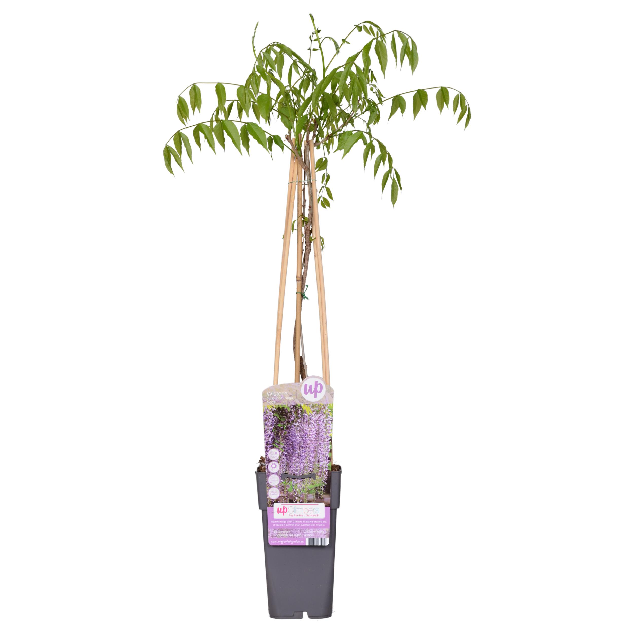 Wisteria floribunda 'Naga Noda' en pot Ø15cm  Hauteur 65cm. Plante verte type Wisteria floribunda 'Naga Noda', livrée en pot, idéale pour intérieur lumineux.