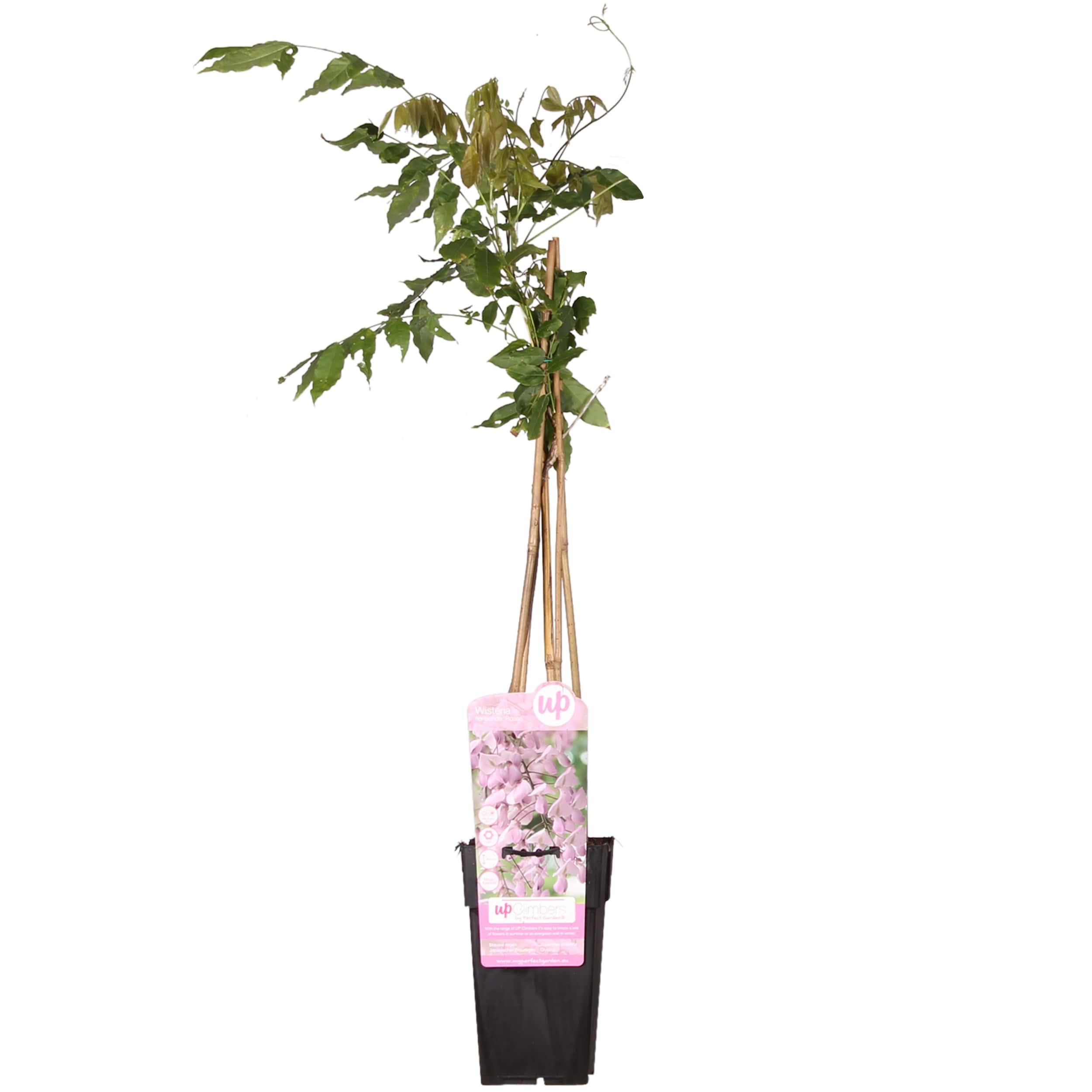 Wisteria floribunda 'Rosea' en pot Ø15cm  Hauteur 65cm. Plante verte type Wisteria floribunda 'Rosea', livrée en pot, idéale pour intérieur lumineux.