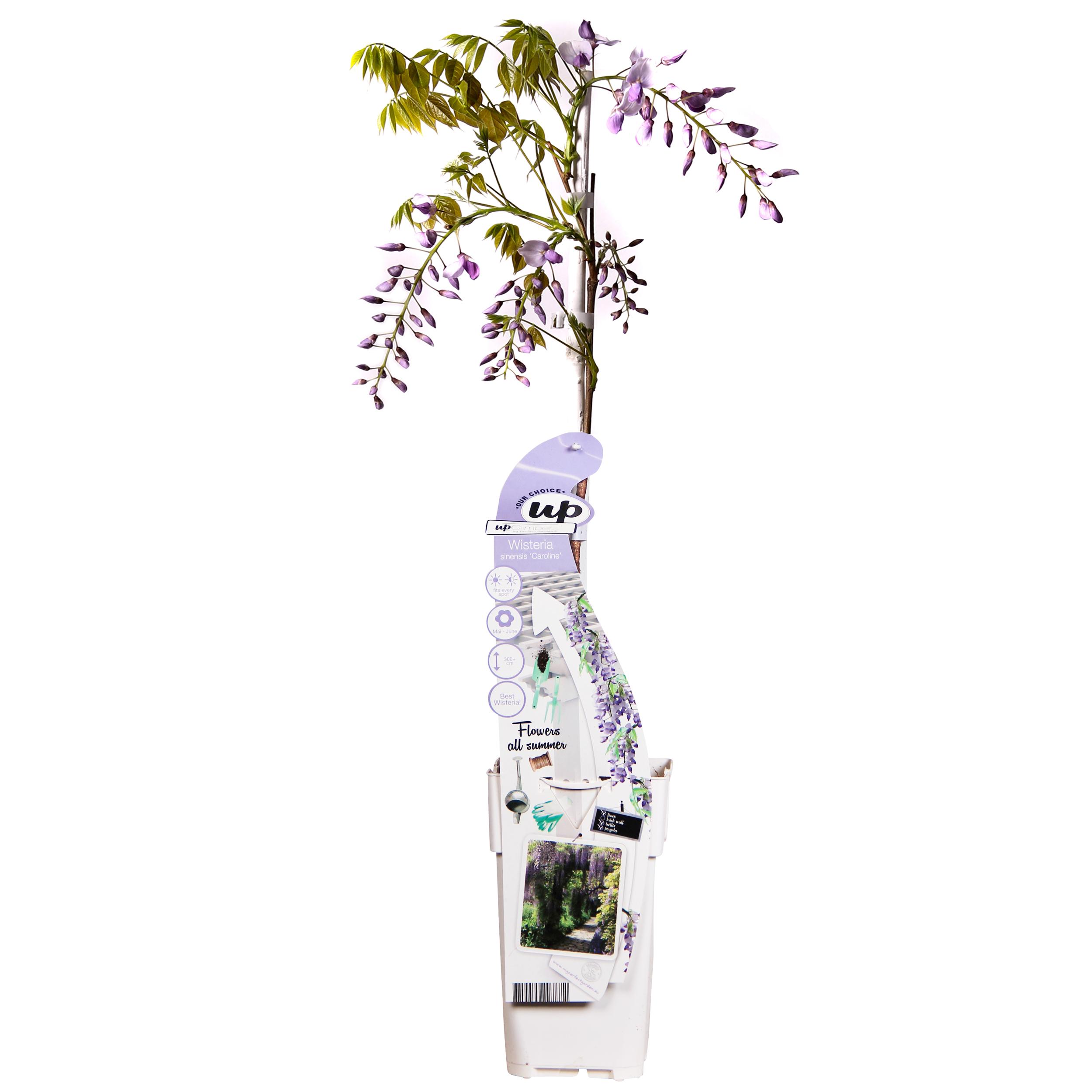 Wisteria sinensis Caroline en pot Ø15cm  Hauteur 65cm. Plante verte type Wisteria sinensis Caroline, livrée en pot, idéale pour intérieur lumineux.
