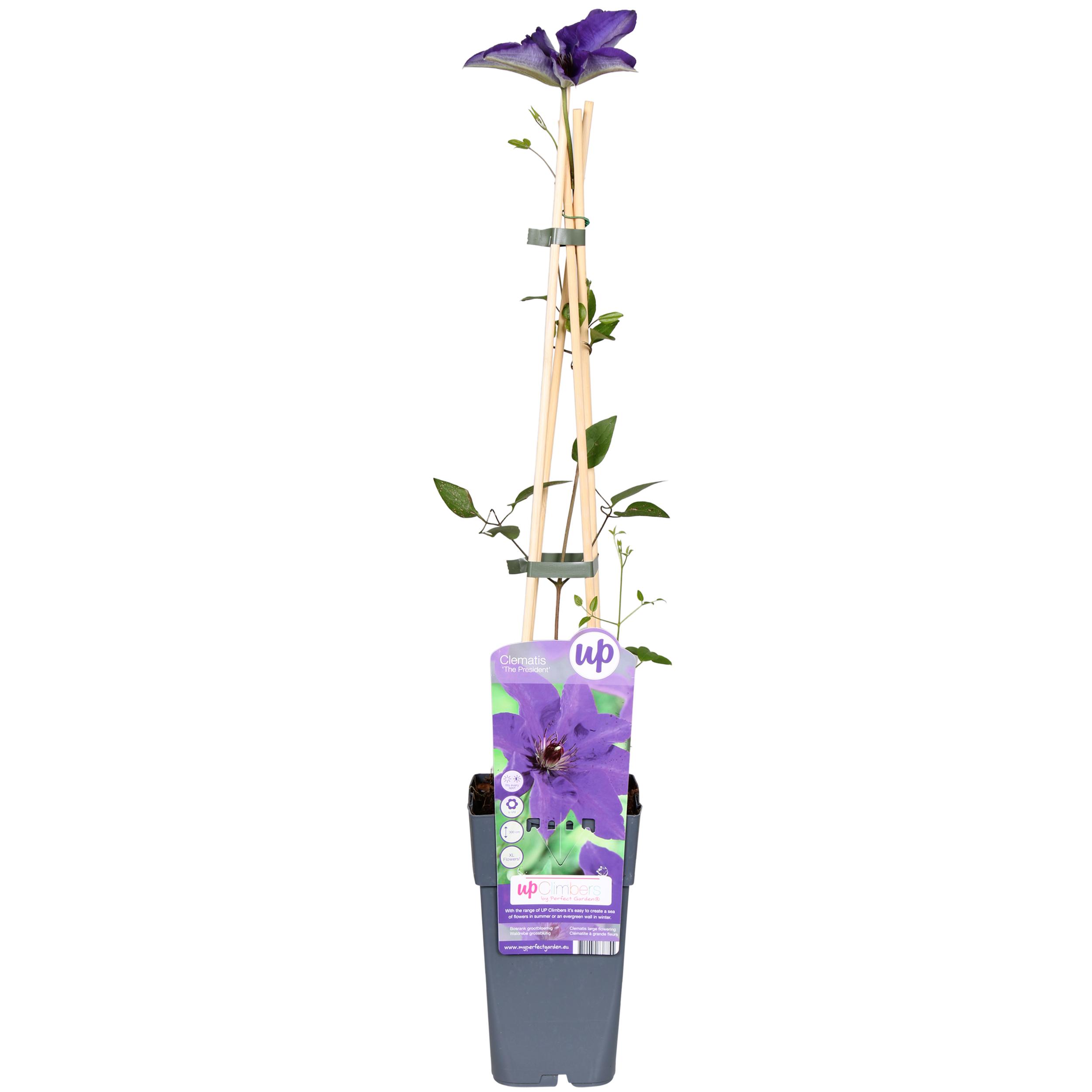 Clematis The President en pot Ø15cm  Hauteur 65cm. Plante verte type Clematis The President, livrée en pot, idéale pour intérieur lumineux.