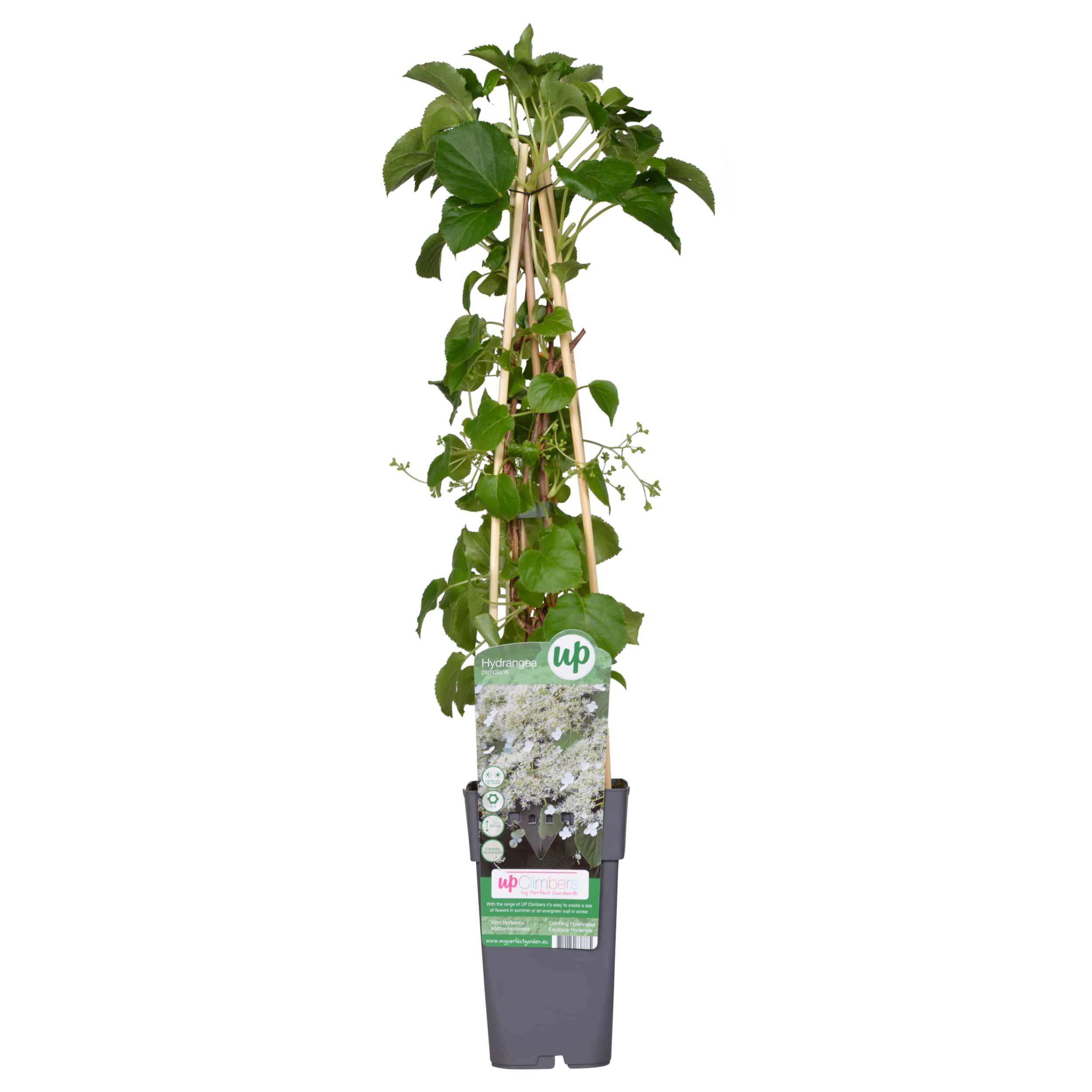 Hydrangea petiolaris en pot Ø15cm  Hauteur 65cm. Plante verte type Hydrangea petiolaris, livrée en pot, idéale pour intérieur lumineux.