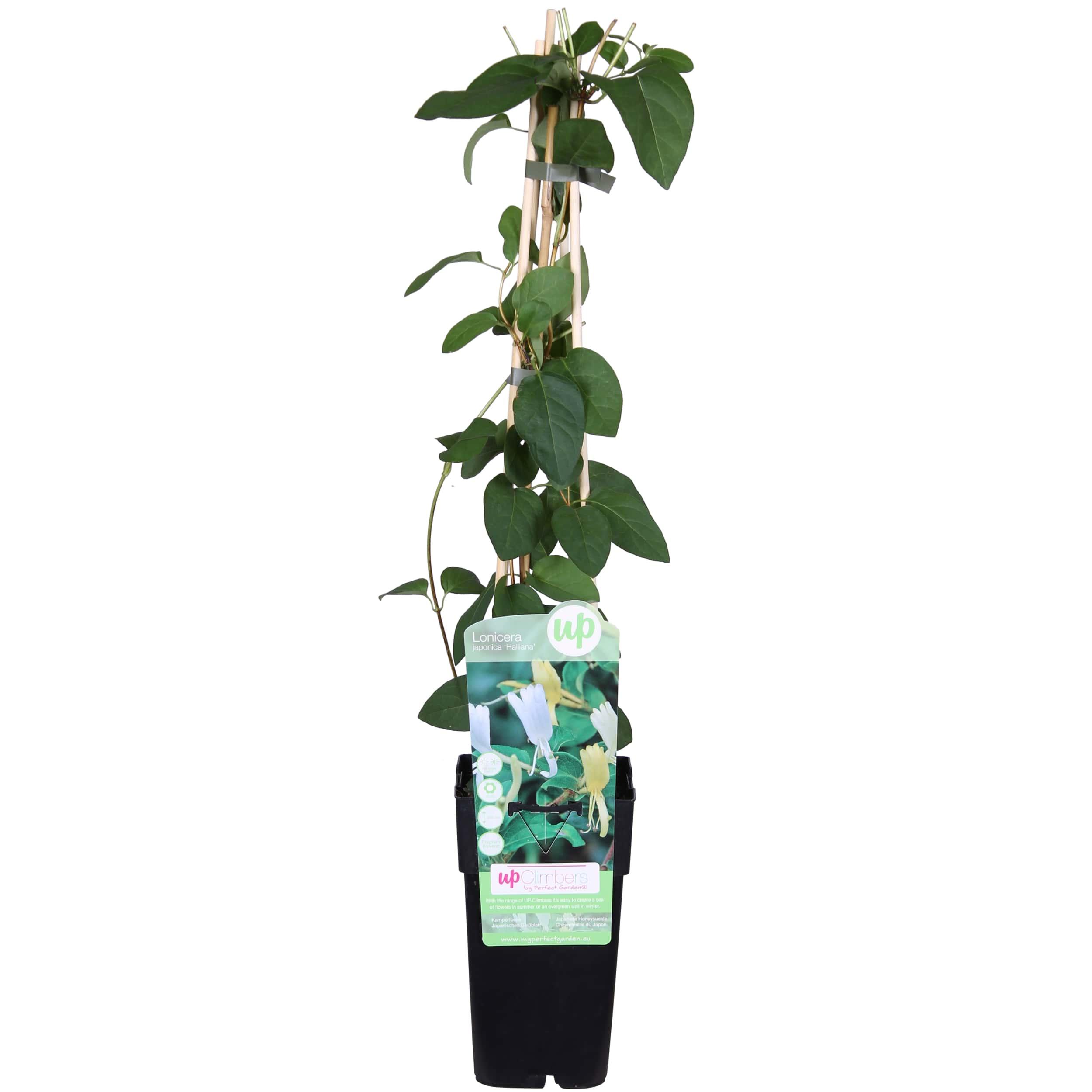 Lonicera japonica 'Halliana' en pot Ø15cm  Hauteur 65cm. Plante verte type Lonicera japonica 'Halliana', livrée en pot, idéale pour intérieur lumineux.