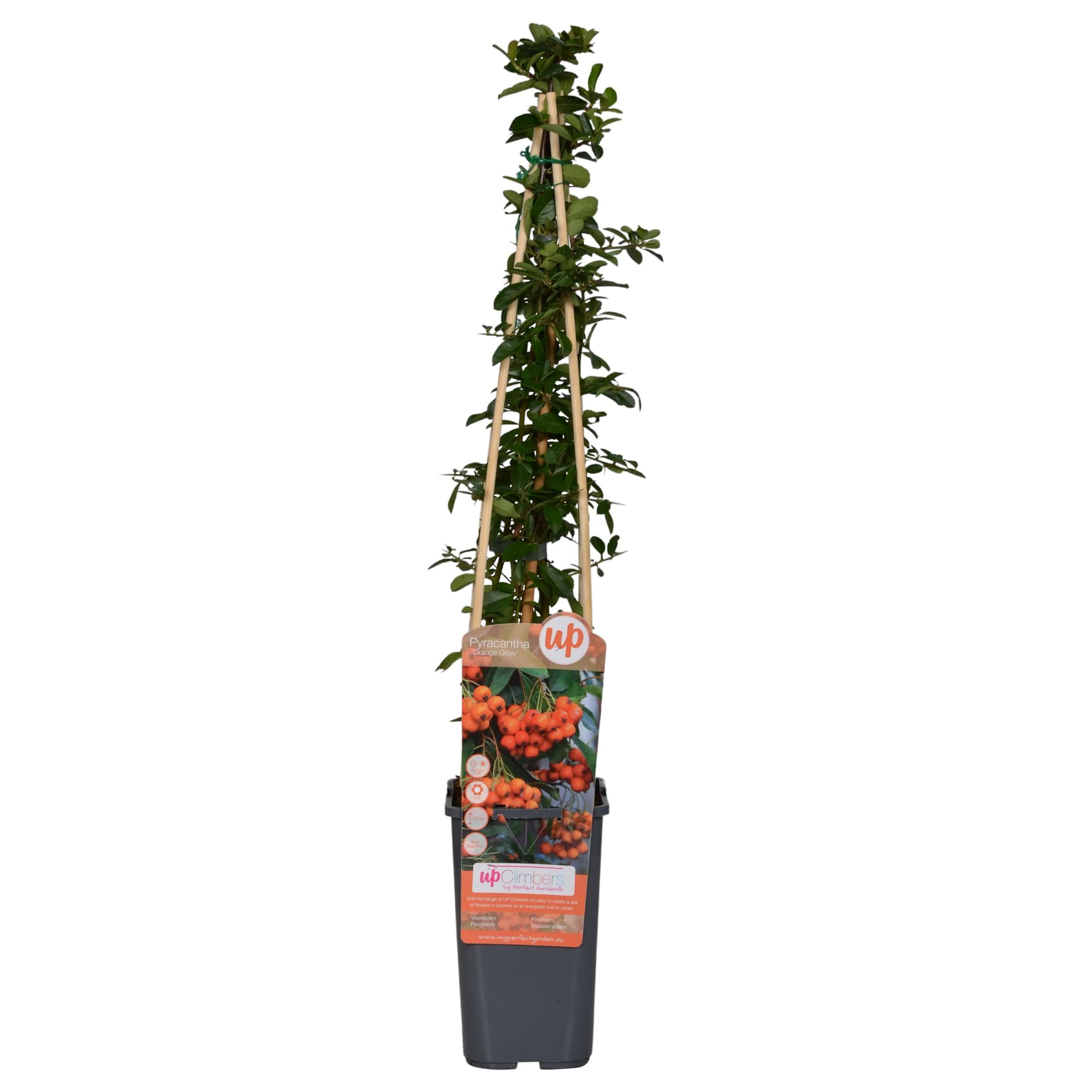 Pyracantha 'Orange Glow' en pot Ø15cm  Hauteur 65cm. Plante verte type Pyracantha 'Orange Glow', livrée en pot, idéale pour intérieur lumineux.