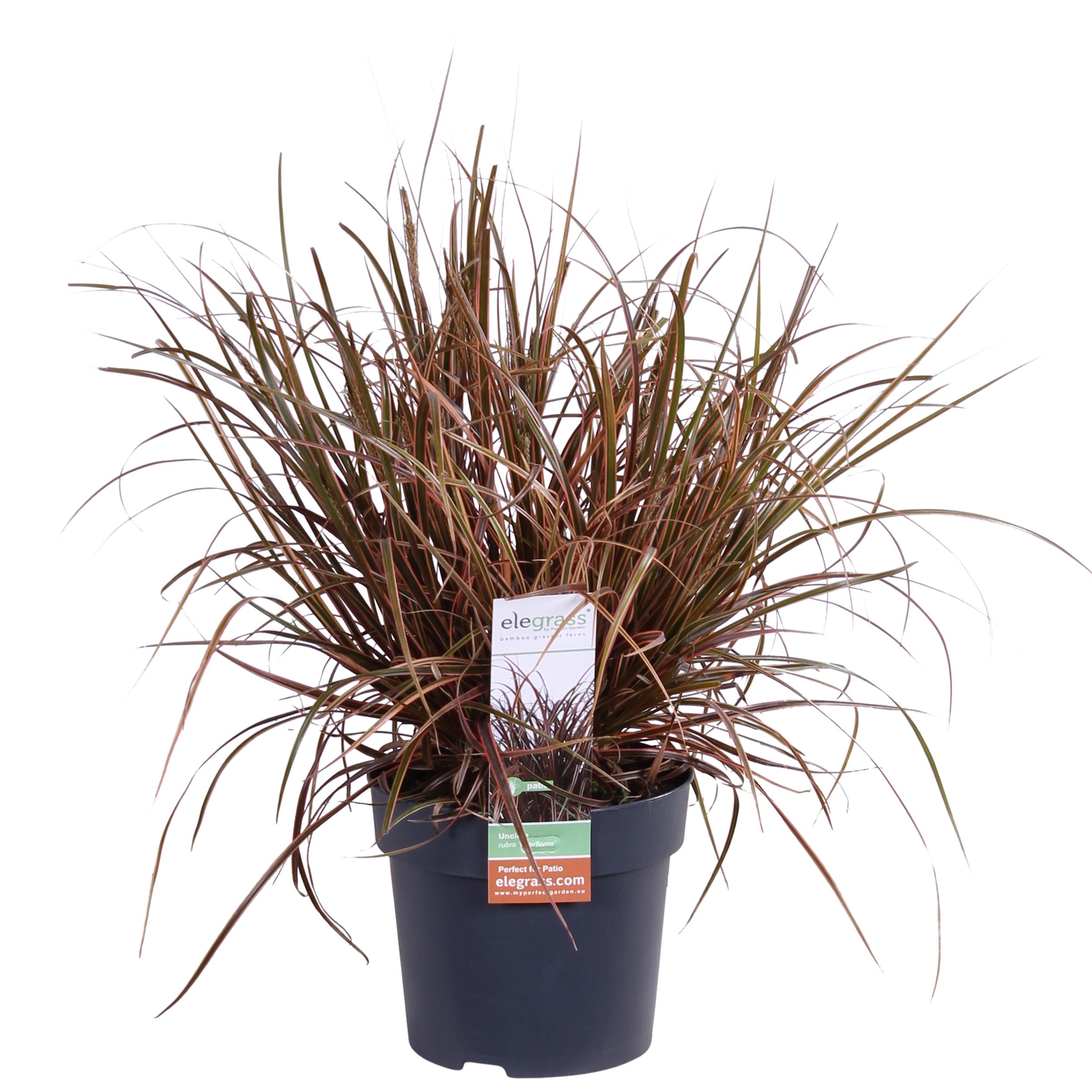 Uncinia rubra Everflame en pot Ø19cm  Hauteur 40cm. Plante verte type Uncinia rubra Everflame, livrée en pot, idéale pour intérieur lumineux.