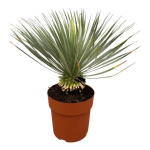 Yucca Rostrata op stam en pot Ø27cm. Plante verte type Yucca Rostrata op stam, livrée en pot, idéale pour intérieur lumineux.