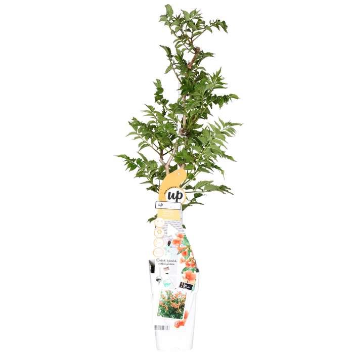 Campsis Indian Summer en pot Ø15cm  Hauteur 65cm. Plante verte type Campsis Indian Summer, livrée en pot, idéale pour intérieur lumineux.