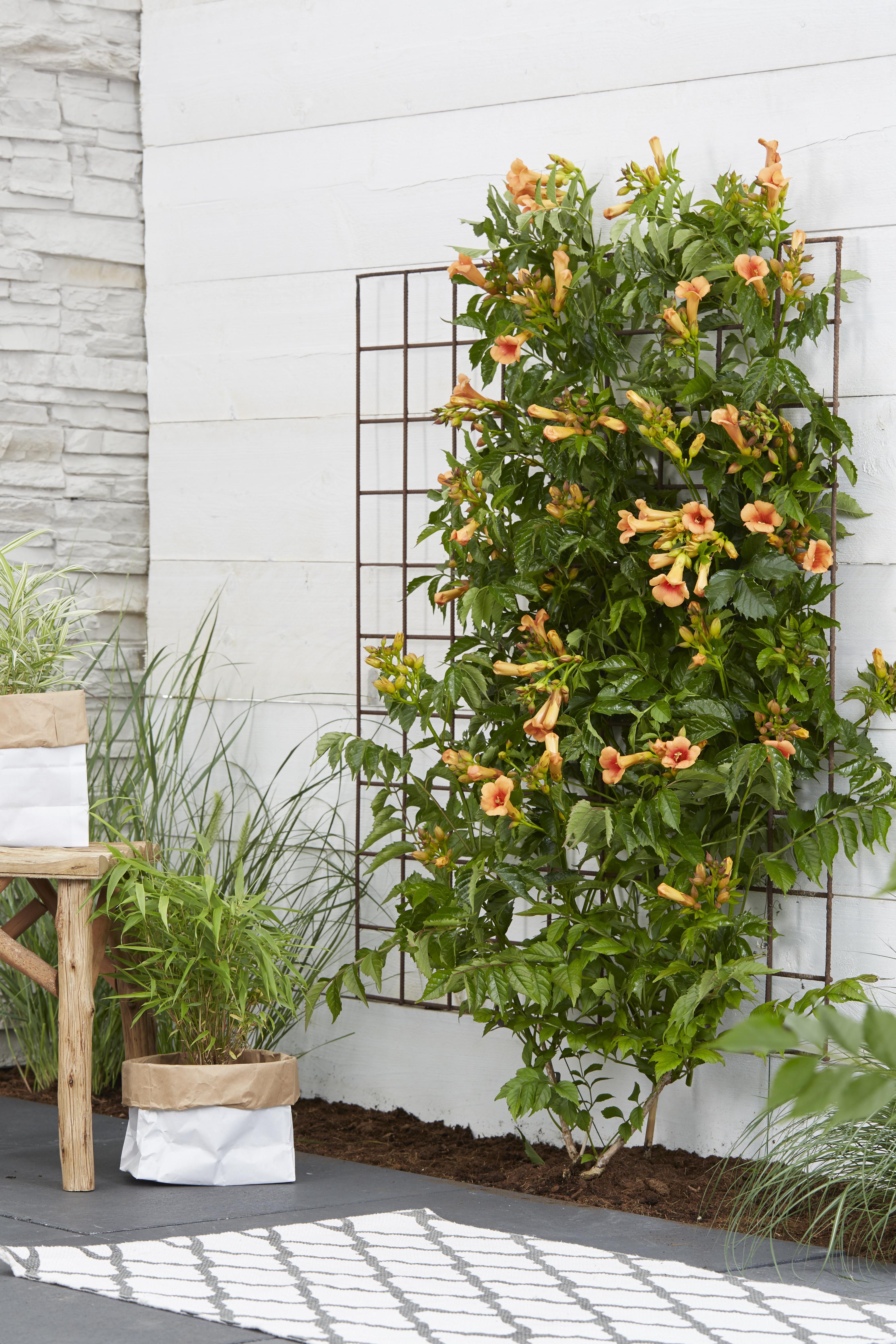 Campsis Indian Summer en pot Ø15cm  Hauteur 65cm. Plante verte type Campsis Indian Summer, livrée en pot, idéale pour intérieur lumineux. – Image 5