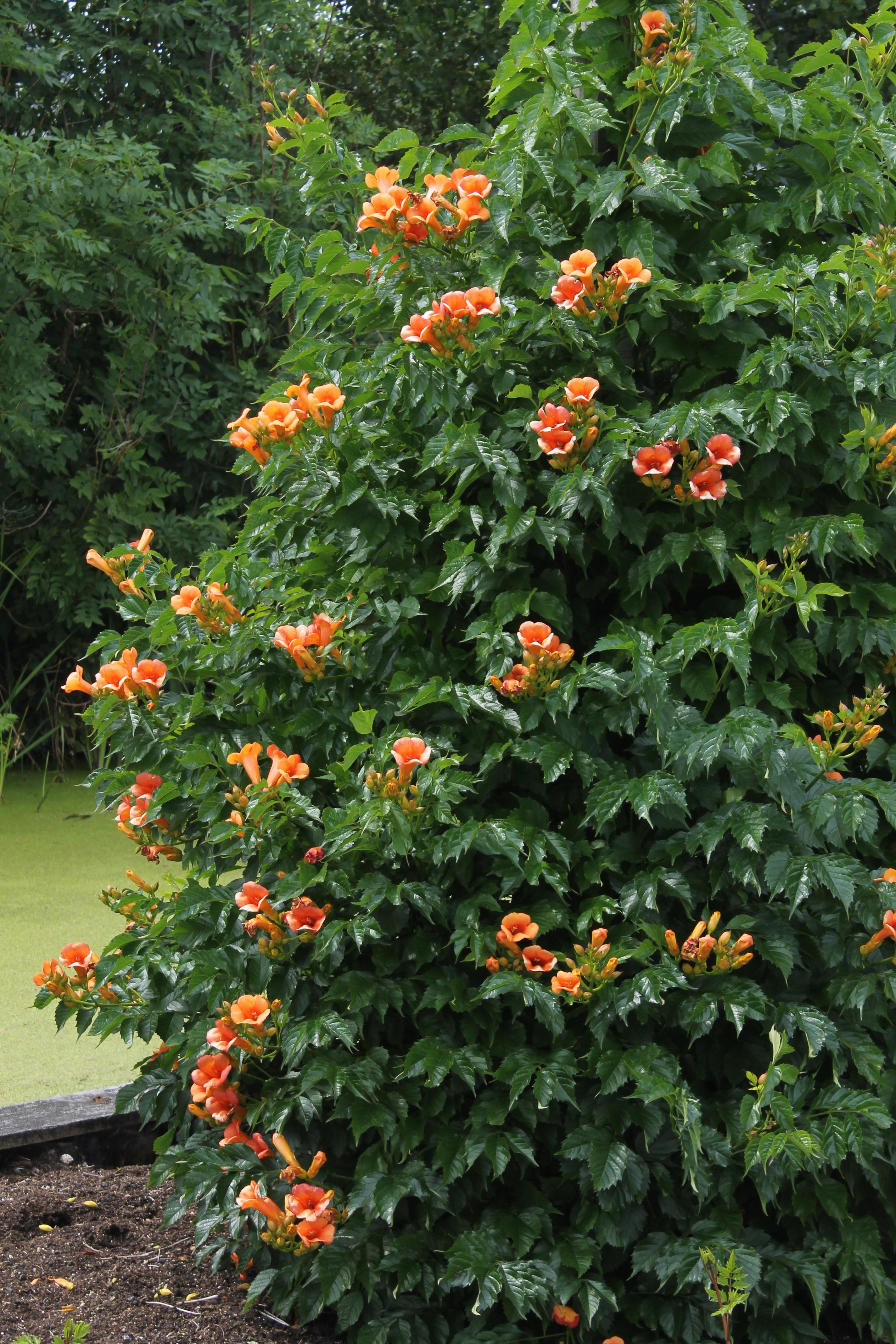 Campsis Indian Summer en pot Ø15cm  Hauteur 65cm. Plante verte type Campsis Indian Summer, livrée en pot, idéale pour intérieur lumineux. – Image 6