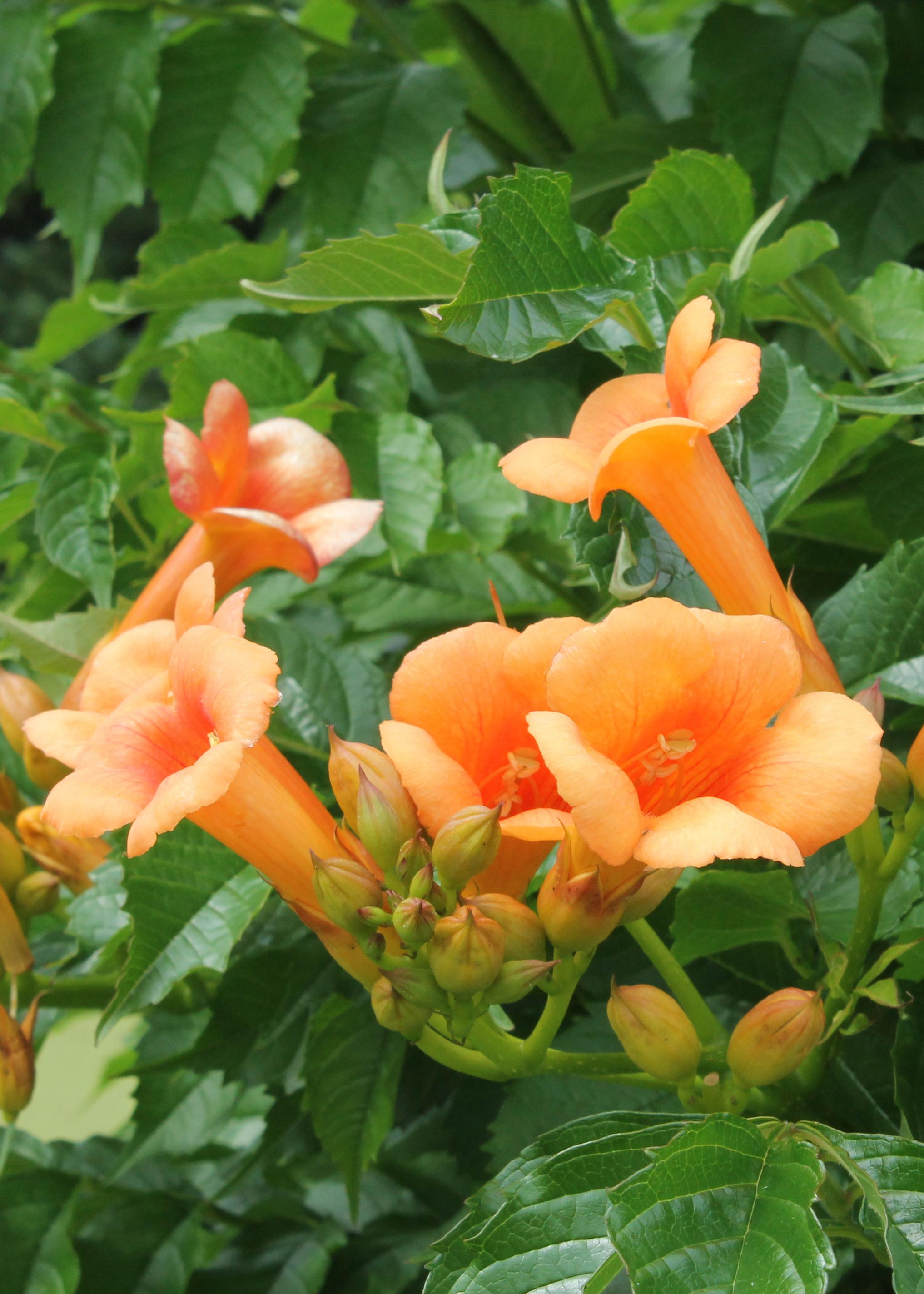 Campsis Indian Summer en pot Ø15cm  Hauteur 65cm. Plante verte type Campsis Indian Summer, livrée en pot, idéale pour intérieur lumineux. – Image 7