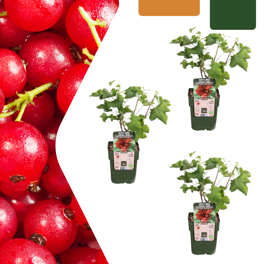 3 x Biologische Kruisbessenplanten en pot. Plante verte type 3 x Biologische Kruisbessenplanten, livrée en pot, idéale pour intérieur lumineux.