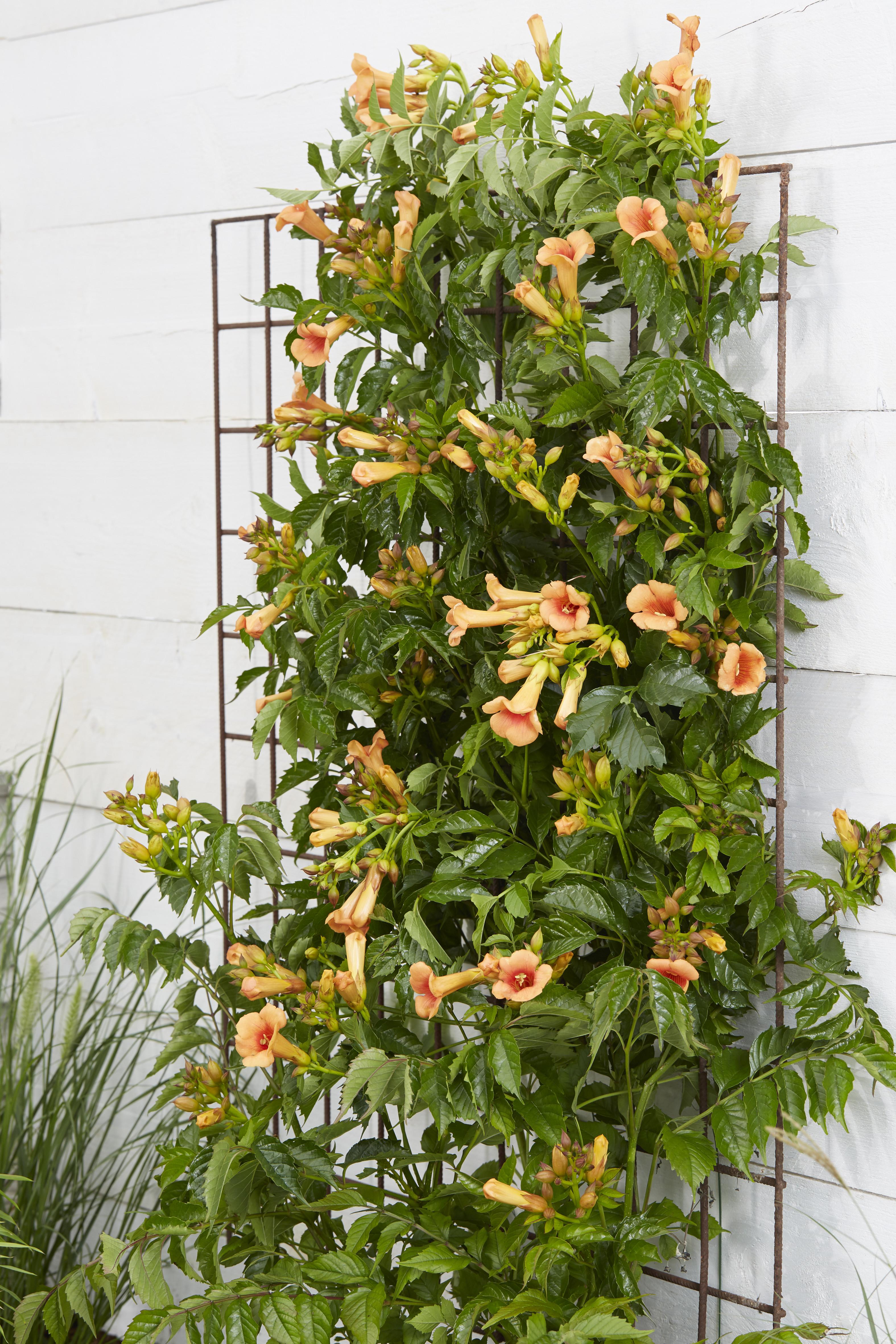 Campsis Indian Summer en pot Ø15cm  Hauteur 65cm. Plante verte type Campsis Indian Summer, livrée en pot, idéale pour intérieur lumineux. – Image 8