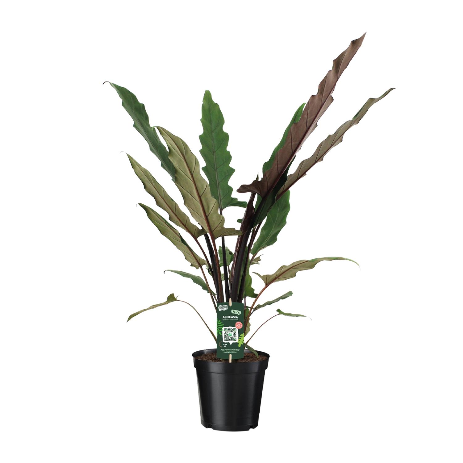 Alocasia Lauterbachiana en pot Ø19cm  Hauteur 80cm. Plante verte type Alocasia Lauterbachiana, livrée en pot, idéale pour intérieur lumineux.