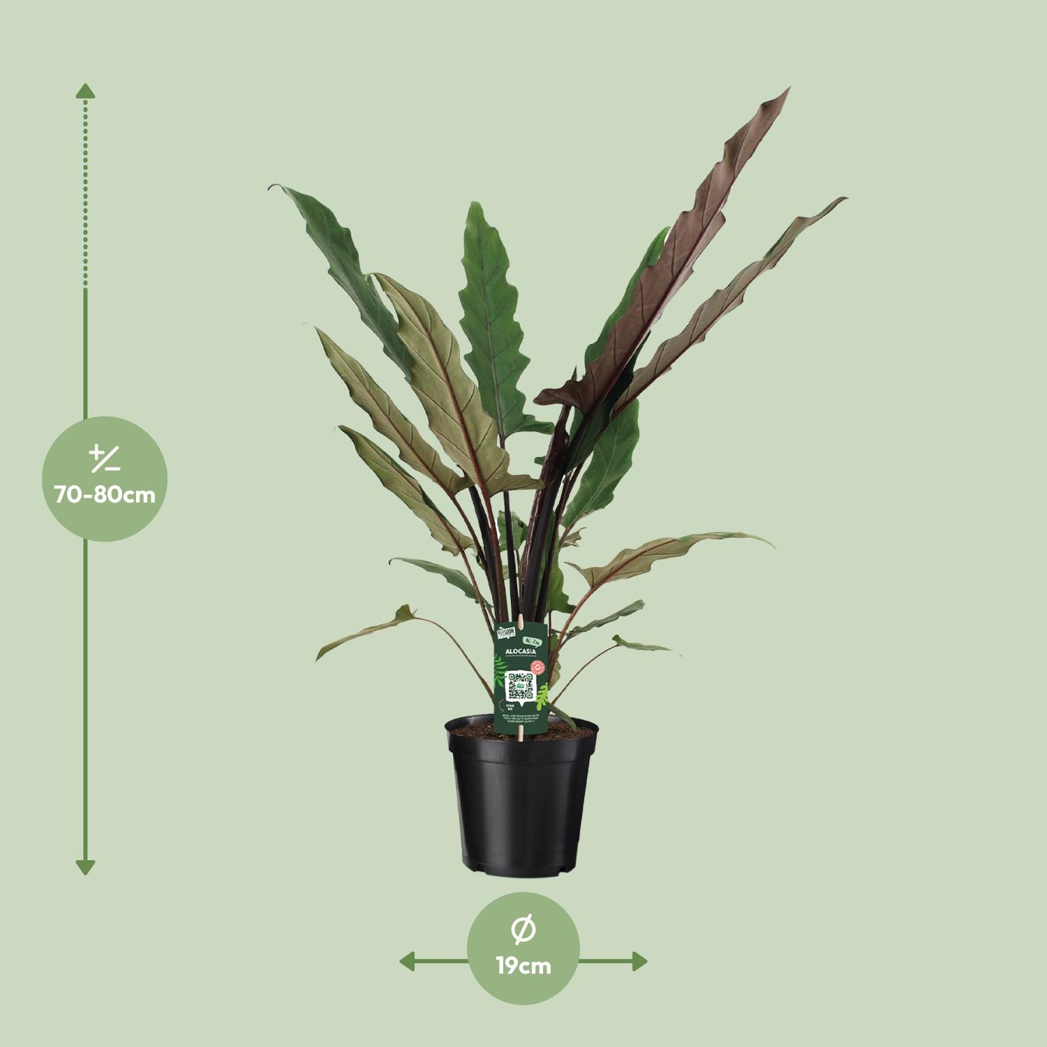 Alocasia Lauterbachiana en pot Ø19cm  Hauteur 80cm. Plante verte type Alocasia Lauterbachiana, livrée en pot, idéale pour intérieur lumineux. – Image 2