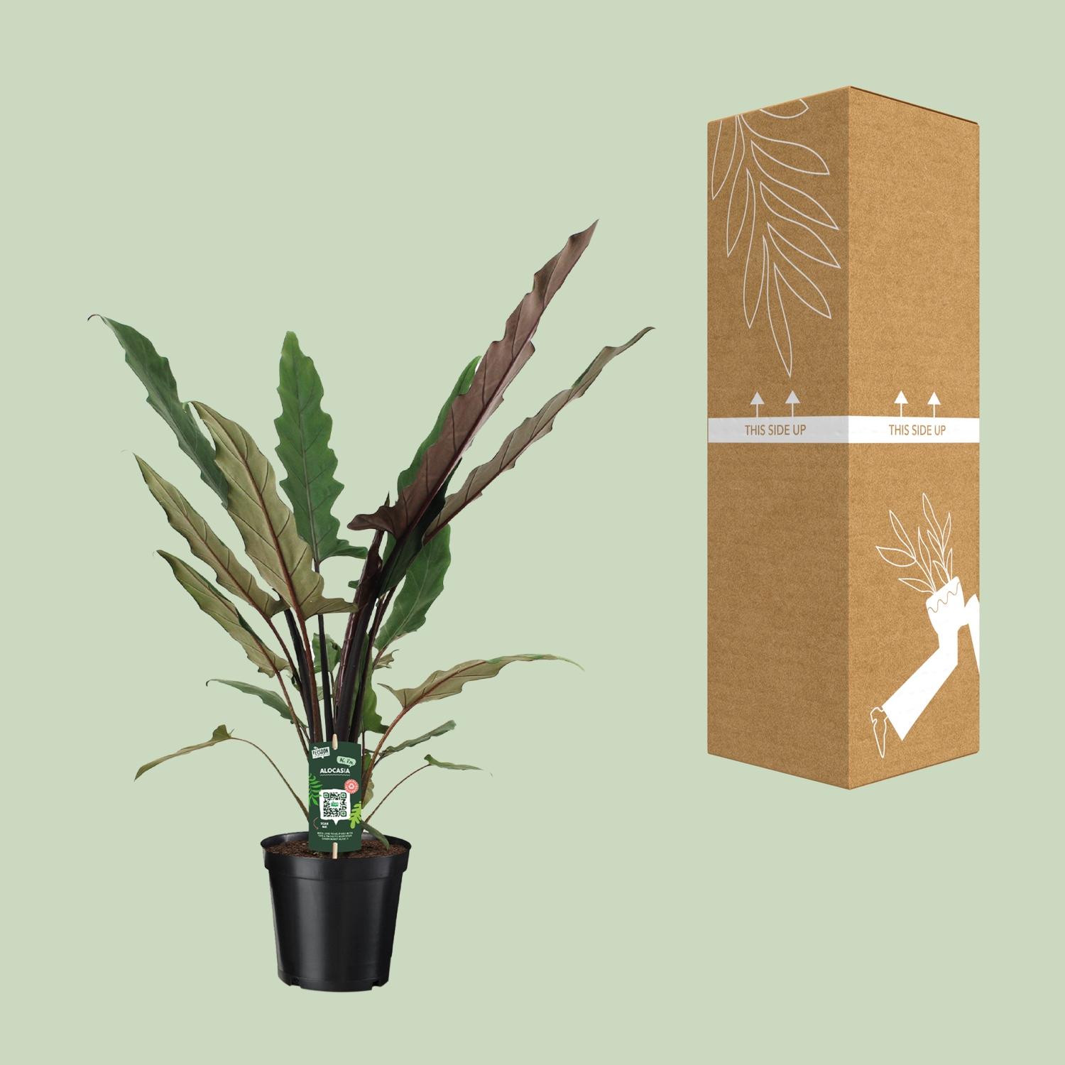 Alocasia Lauterbachiana en pot Ø19cm  Hauteur 80cm. Plante verte type Alocasia Lauterbachiana, livrée en pot, idéale pour intérieur lumineux. – Image 8