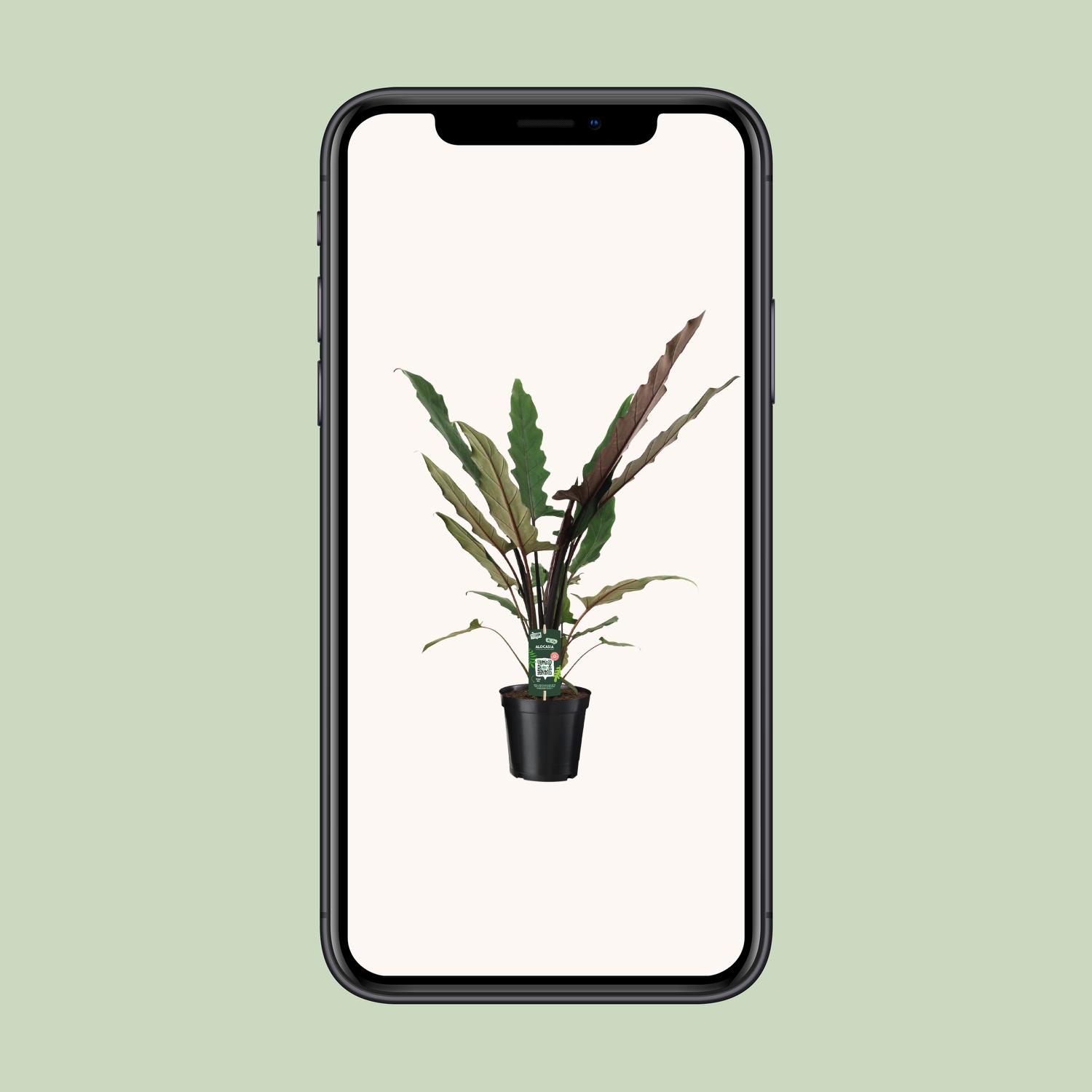 Alocasia Lauterbachiana en pot Ø19cm  Hauteur 80cm. Plante verte type Alocasia Lauterbachiana, livrée en pot, idéale pour intérieur lumineux. – Image 9