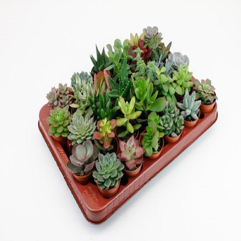 LOCK | Succulenten 30 Stuks Potmaat 5,5cm en pot. Plante verte type LOCK | Succulenten 30 Stuks Potmaat 5,5cm, livrée en pot, idéale pour intérieur lumineux.