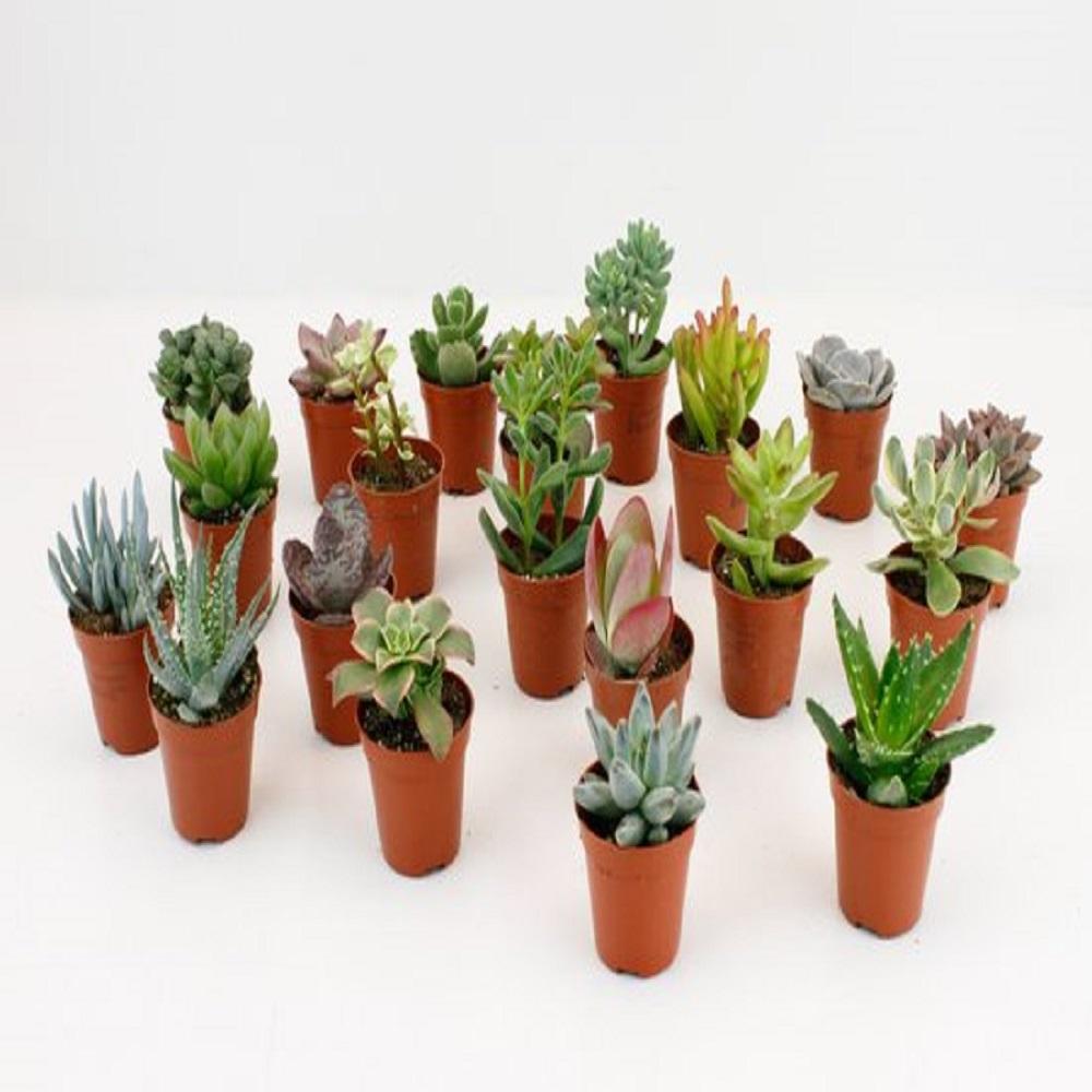 LOCK | 20 Stuks Potmaat 5,5cm en pot. Plante verte type LOCK | 20 Stuks Potmaat 5,5cm, livrée en pot, idéale pour intérieur lumineux.