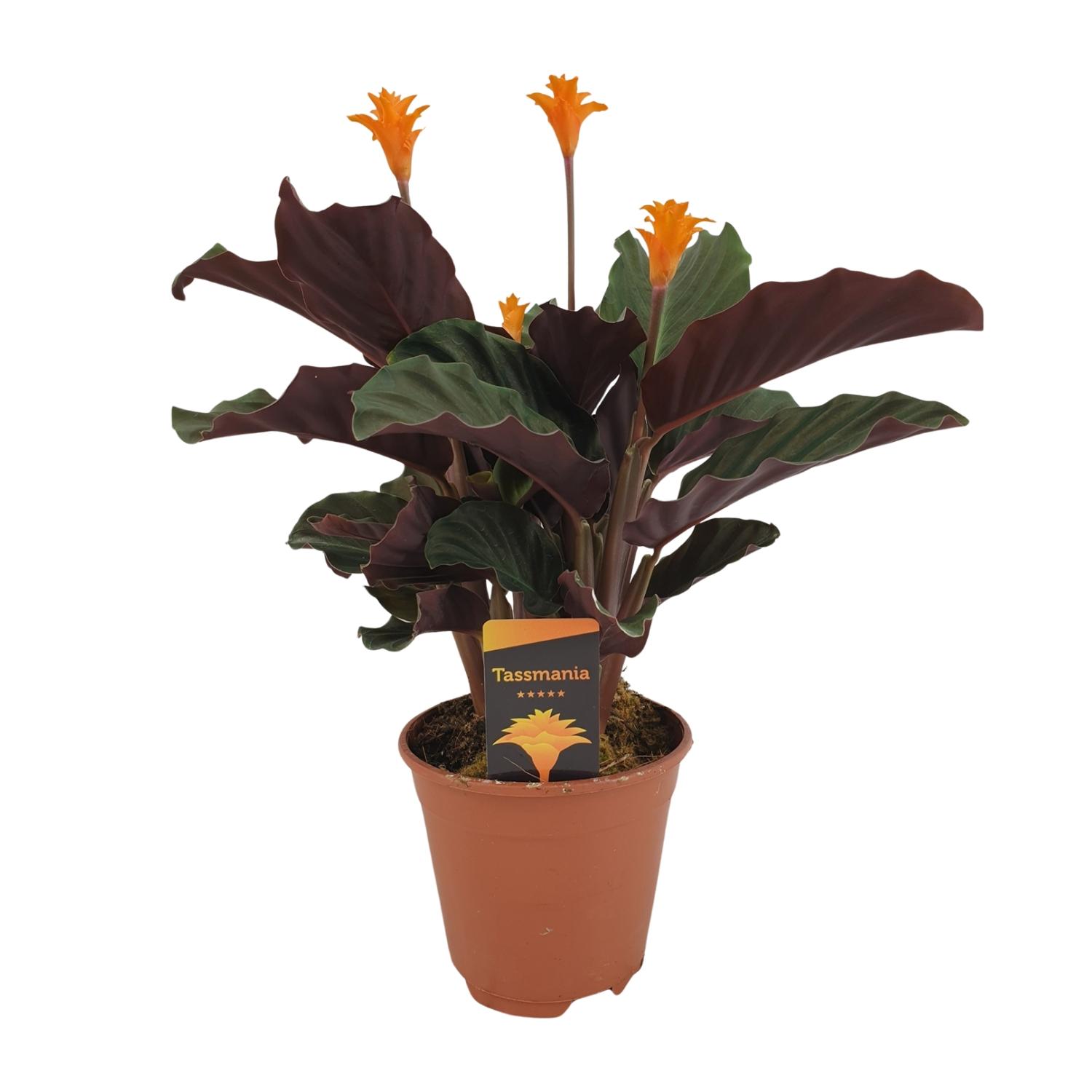 Calathea Crocata en pot Ø14cm  Hauteur 40cm. Plante verte type Calathea Crocata, livrée en pot, idéale pour intérieur lumineux.