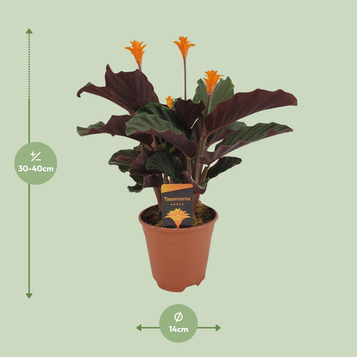 Calathea Crocata en pot Ø14cm  Hauteur 40cm. Plante verte type Calathea Crocata, livrée en pot, idéale pour intérieur lumineux. – Image 2