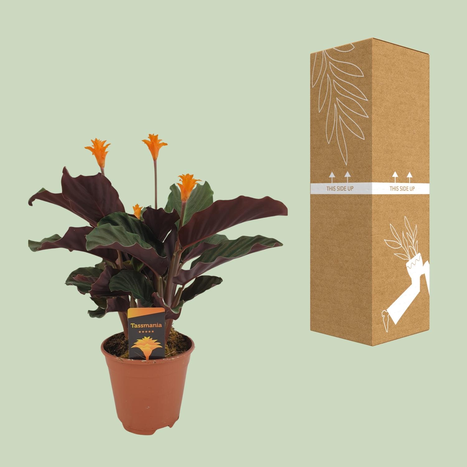 Calathea Crocata en pot Ø14cm  Hauteur 40cm. Plante verte type Calathea Crocata, livrée en pot, idéale pour intérieur lumineux. – Image 3