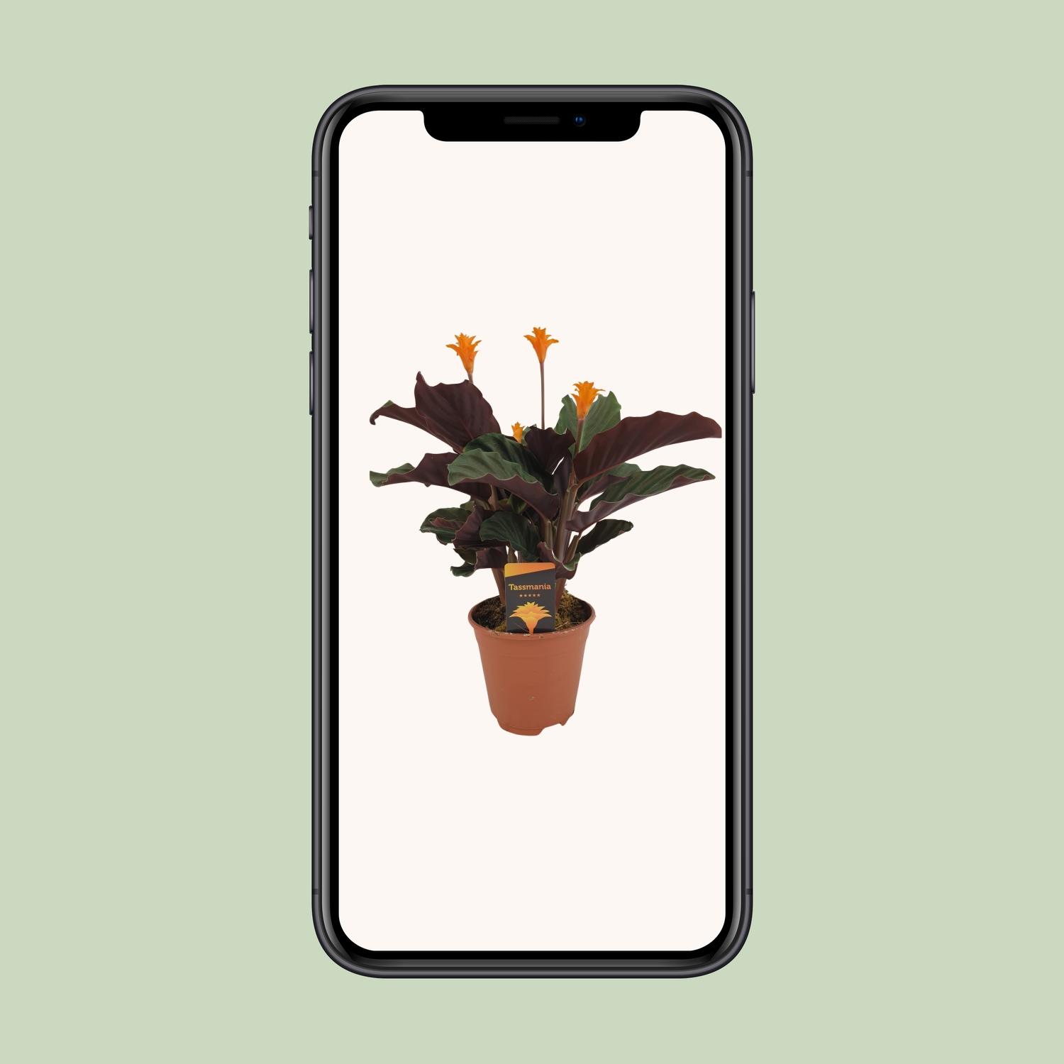 Calathea Crocata en pot Ø14cm  Hauteur 40cm. Plante verte type Calathea Crocata, livrée en pot, idéale pour intérieur lumineux. – Image 4