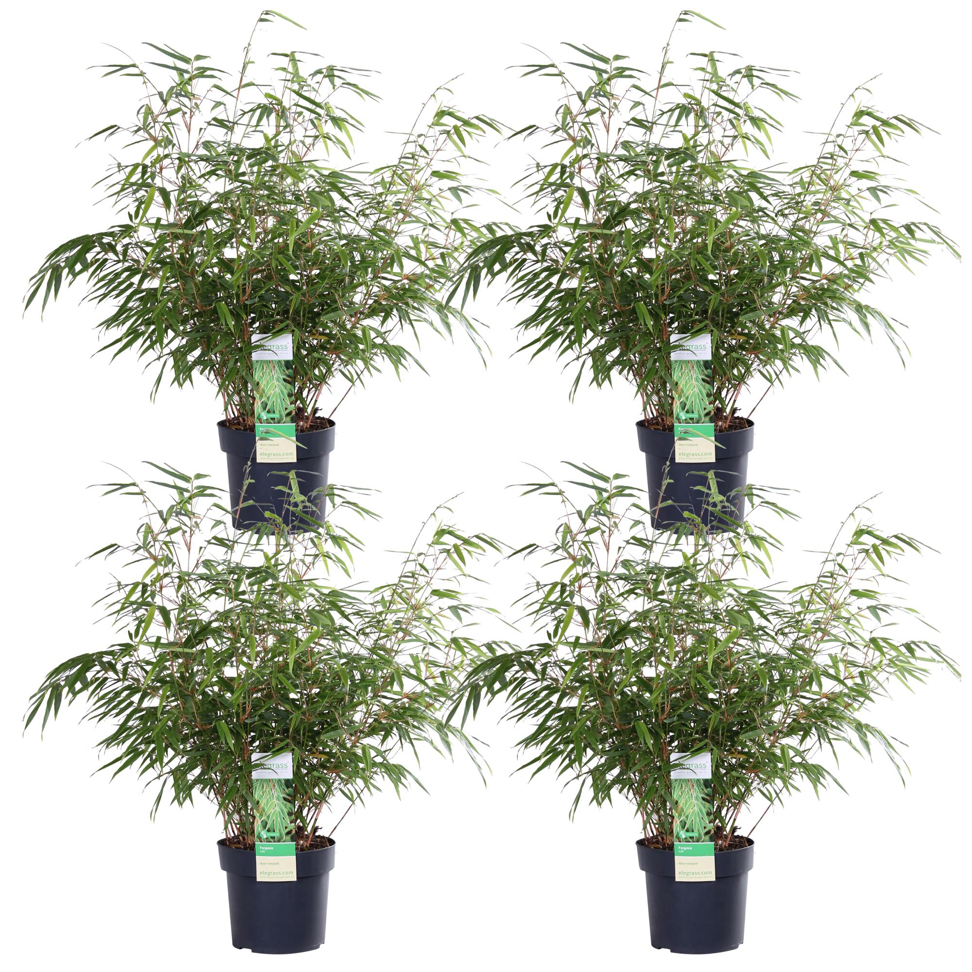 4x Fargesia rufa en pot Ø19cm. Plante verte type 4x Fargesia rufa, livrée en pot, idéale pour intérieur lumineux.