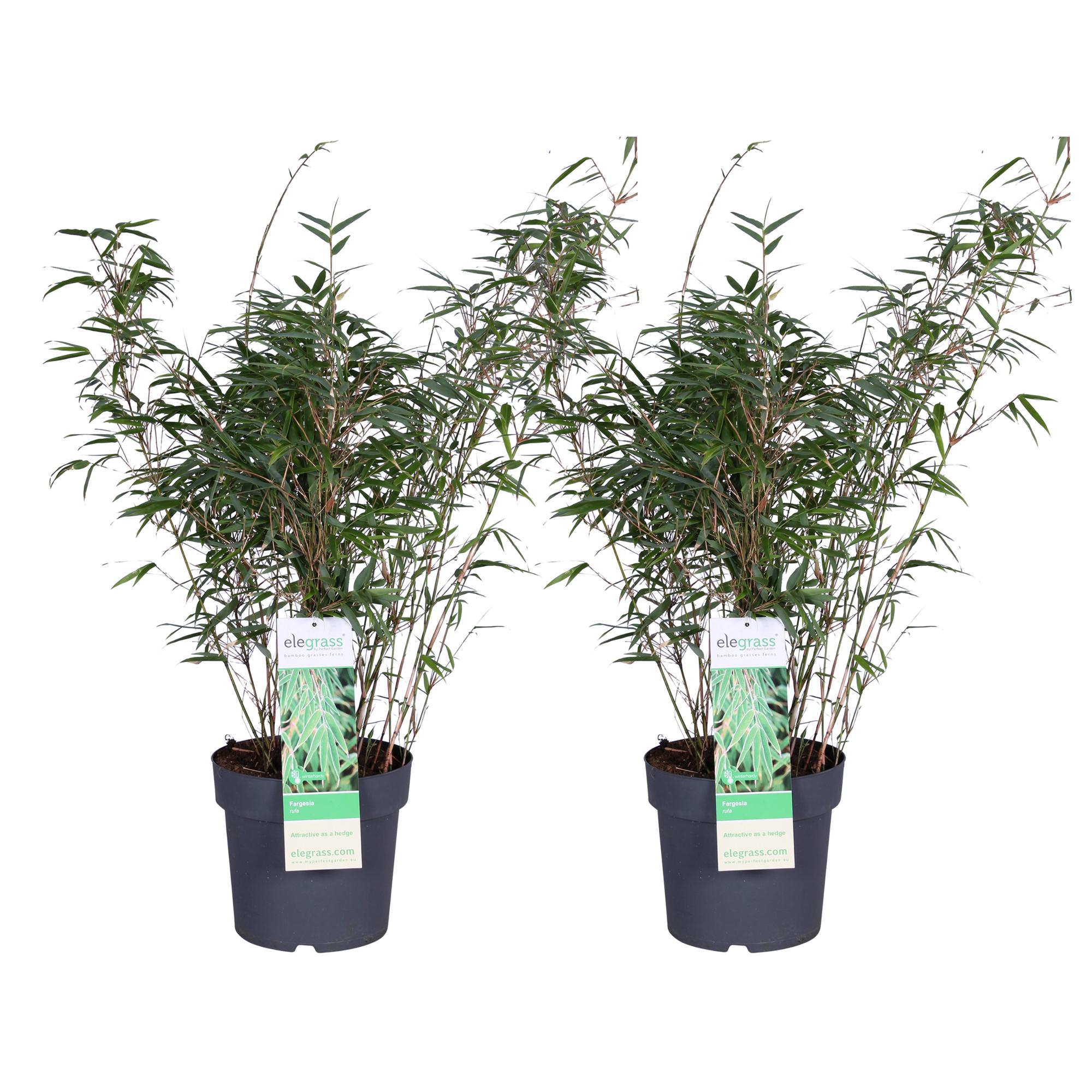 2x Fargesia rufa en pot Ø23cm. Plante verte type 2x Fargesia rufa, livrée en pot, idéale pour intérieur lumineux.