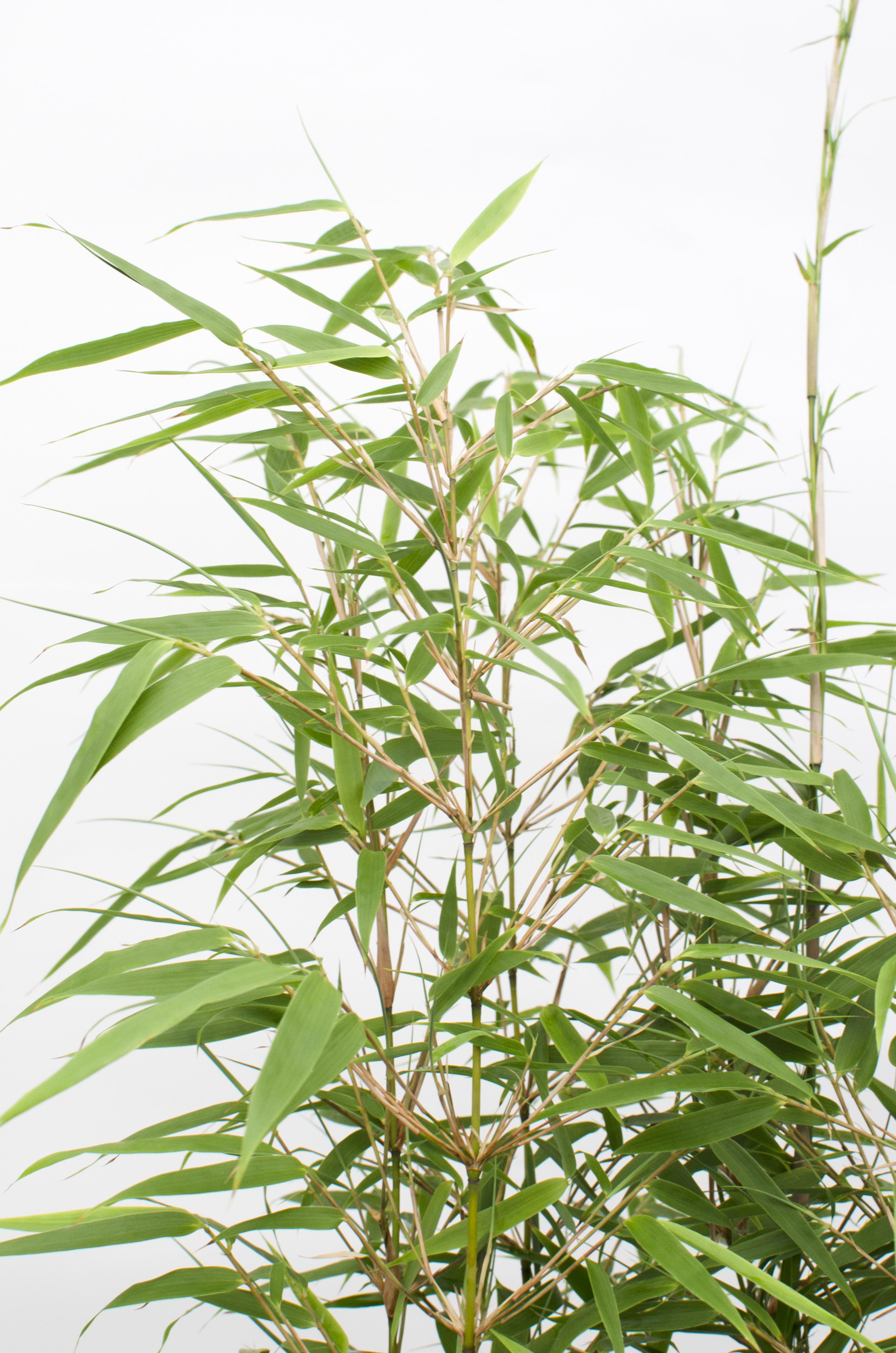 2x Fargesia rufa en pot Ø23cm. Plante verte type 2x Fargesia rufa, livrée en pot, idéale pour intérieur lumineux. – Image 4