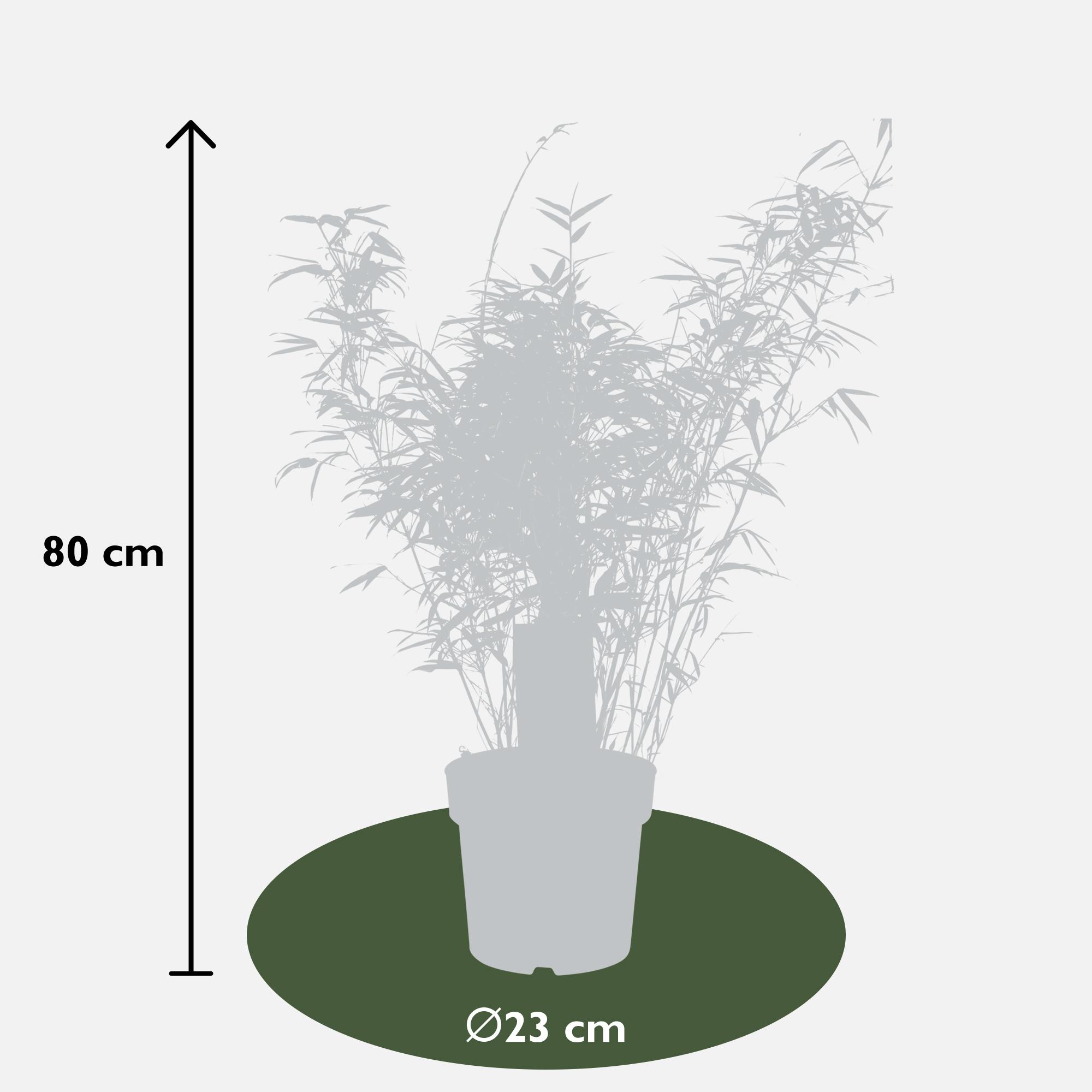 2x Fargesia rufa en pot Ø23cm. Plante verte type 2x Fargesia rufa, livrée en pot, idéale pour intérieur lumineux. – Image 5
