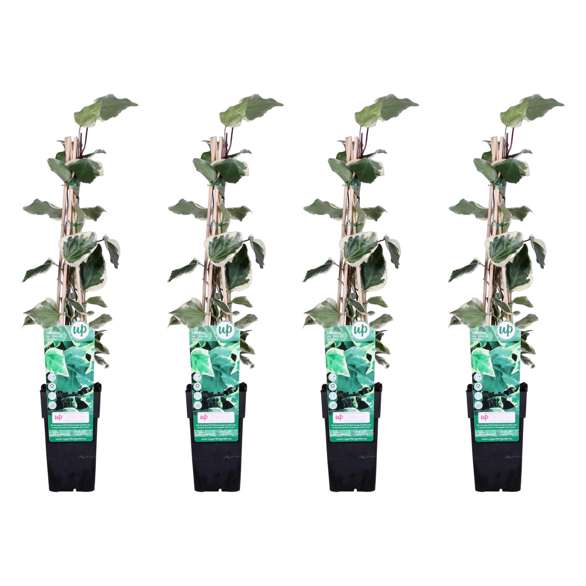 4x en pot Ø15cm. Plante verte type 4x, livrée en pot, idéale pour intérieur lumineux.