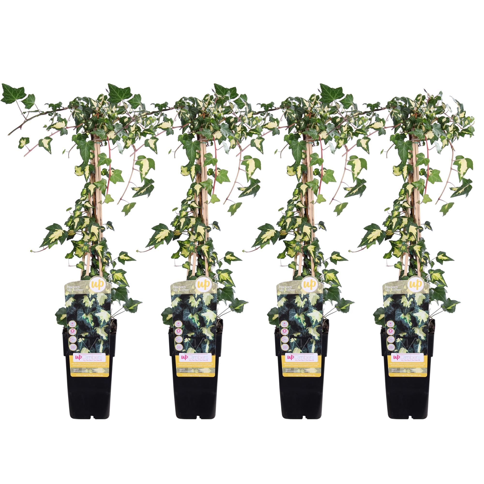 4x en pot Ø15cm. Plante verte type 4x, livrée en pot, idéale pour intérieur lumineux.