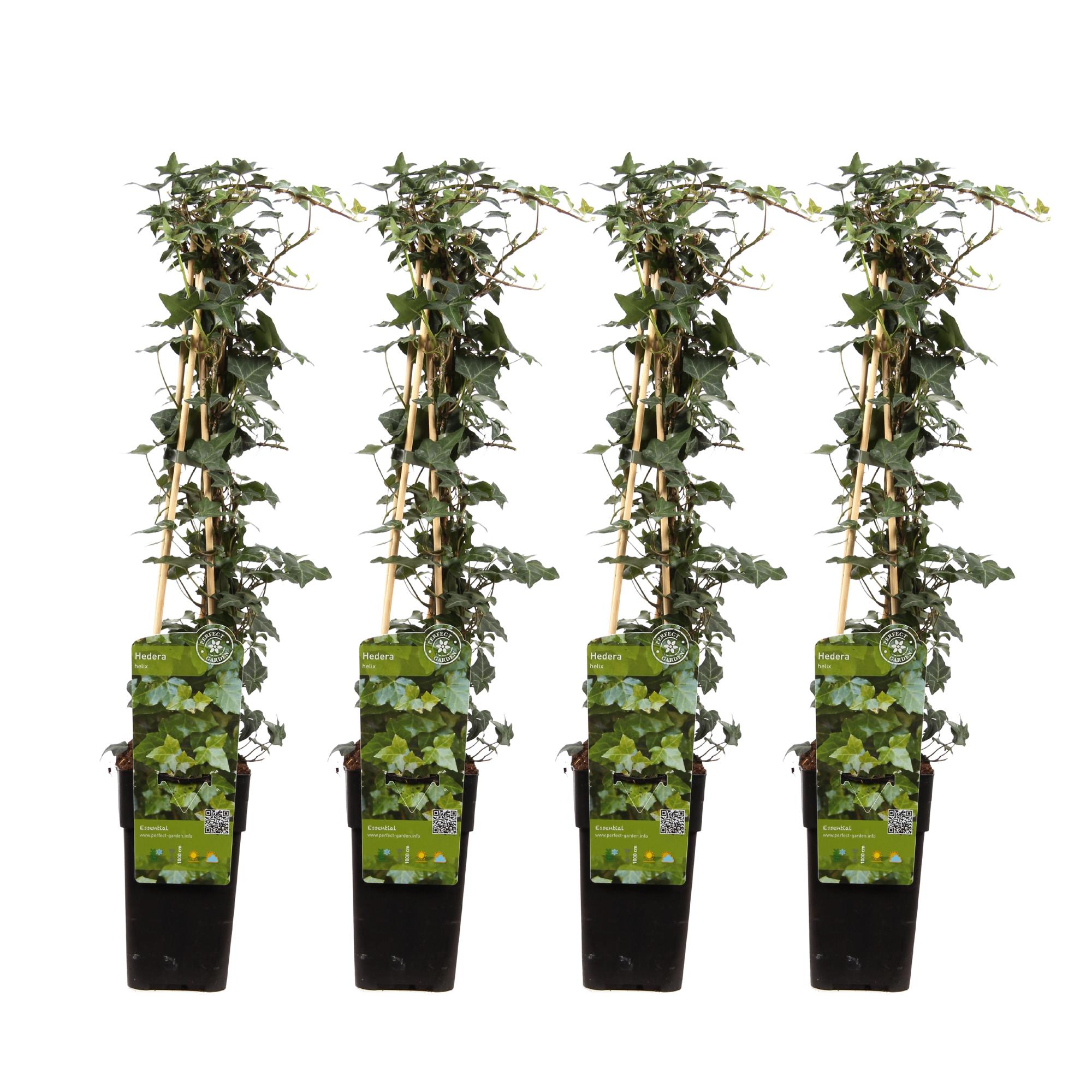 4x en pot Ø15cm. Plante verte type 4x, livrée en pot, idéale pour intérieur lumineux.