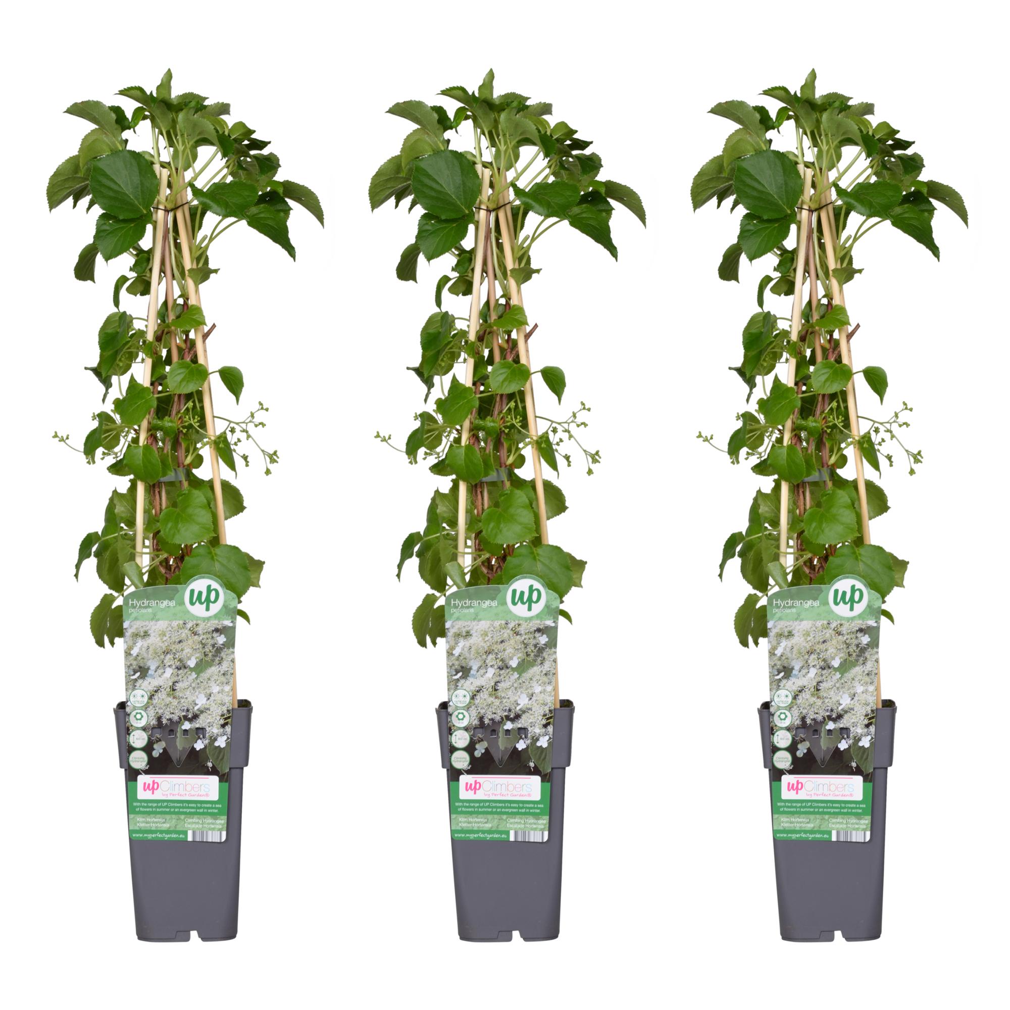 3x en pot Ø15cm. Plante verte type 3x, livrée en pot, idéale pour intérieur lumineux.
