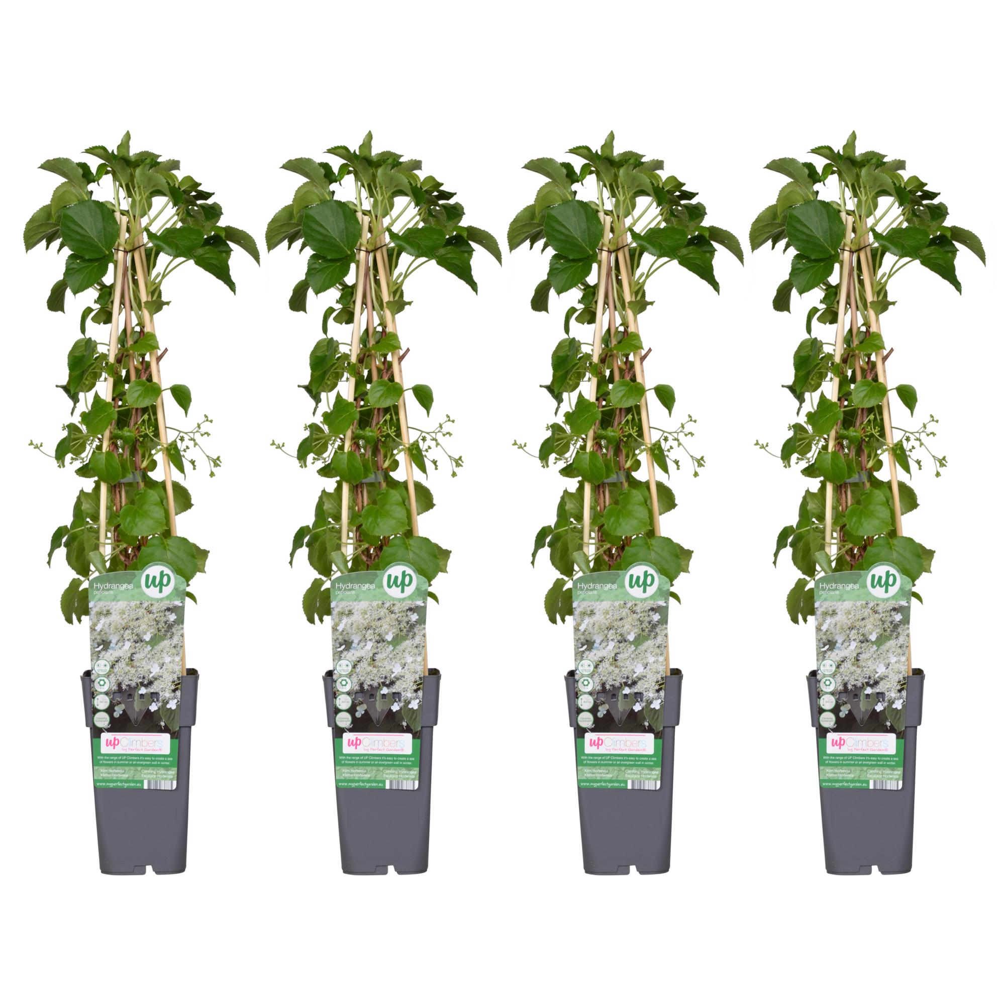 4x en pot Ø15cm. Plante verte type 4x, livrée en pot, idéale pour intérieur lumineux.