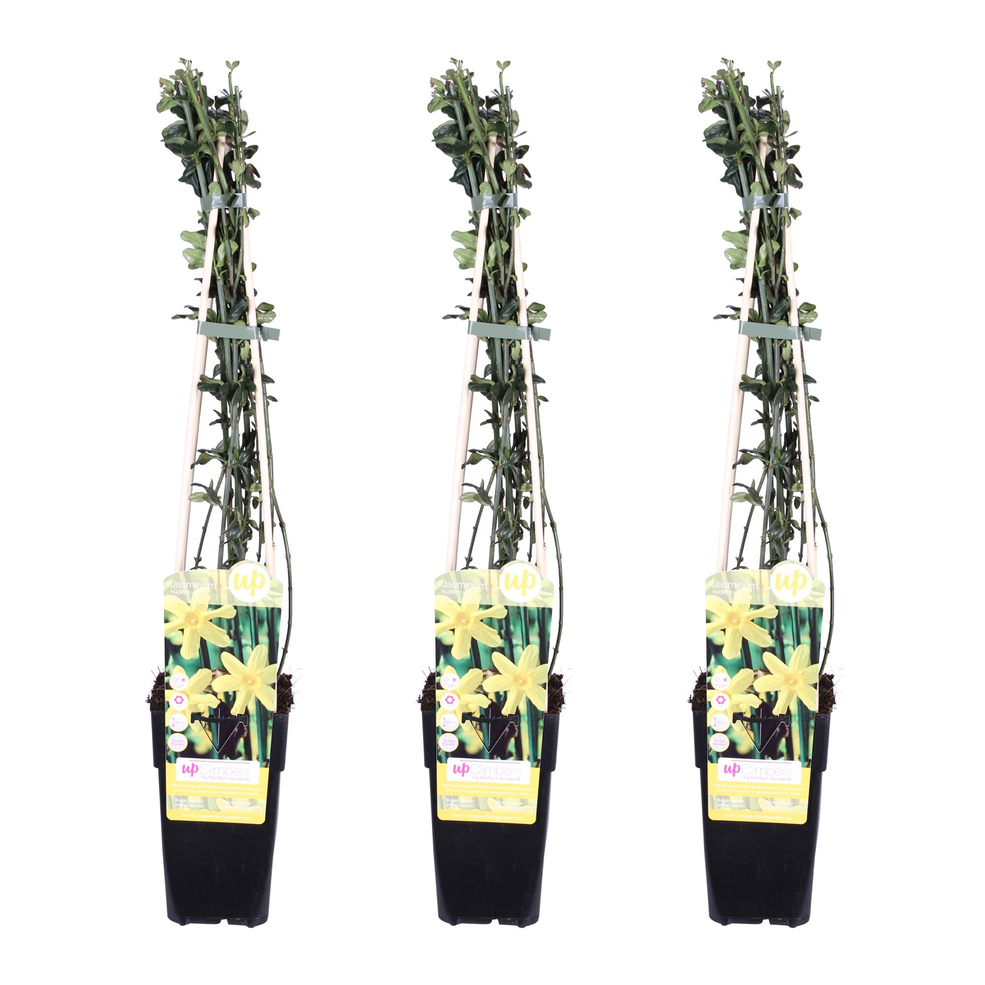 3x en pot Ø15cm. Plante verte type 3x, livrée en pot, idéale pour intérieur lumineux.