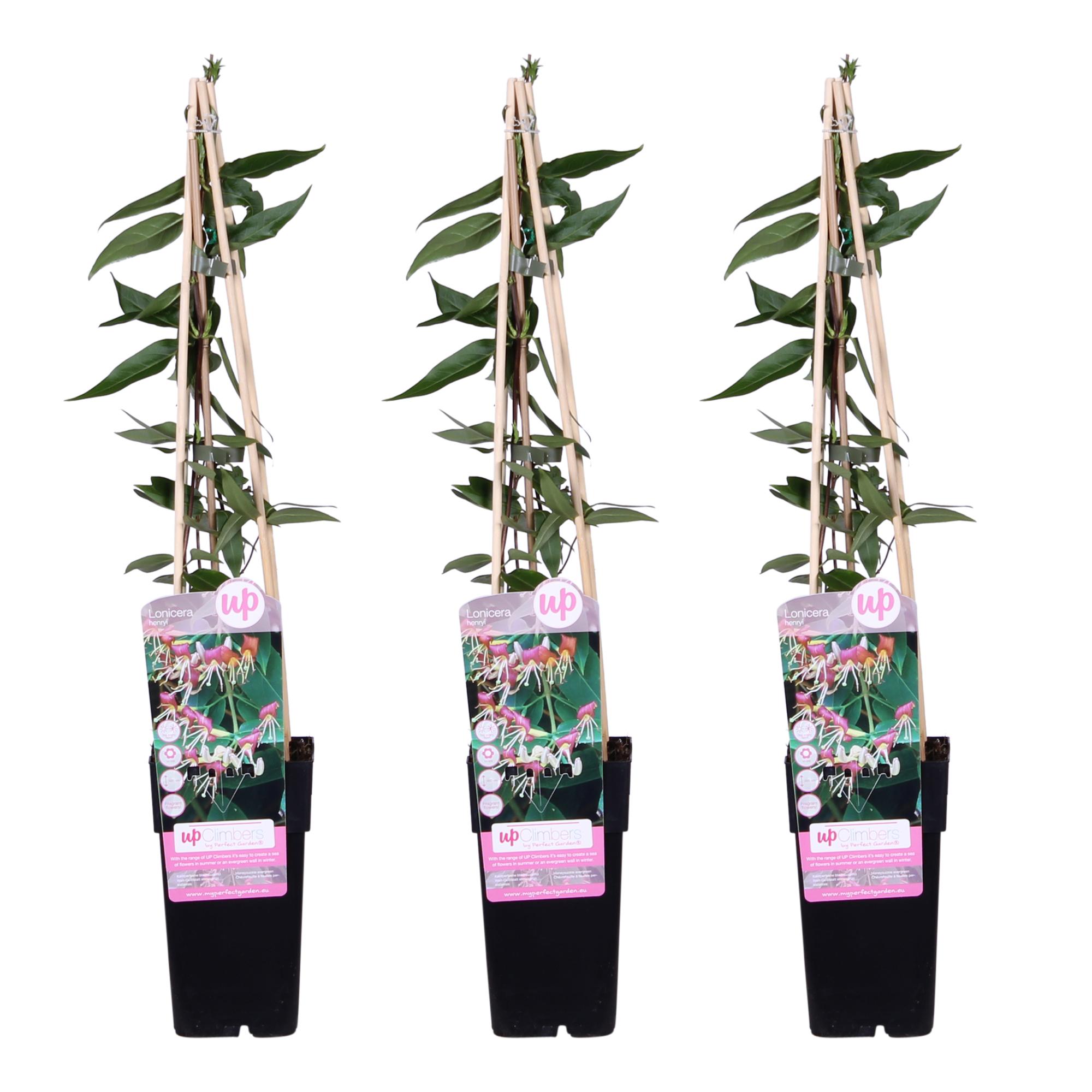 3x en pot Ø15cm. Plante verte type 3x, livrée en pot, idéale pour intérieur lumineux.