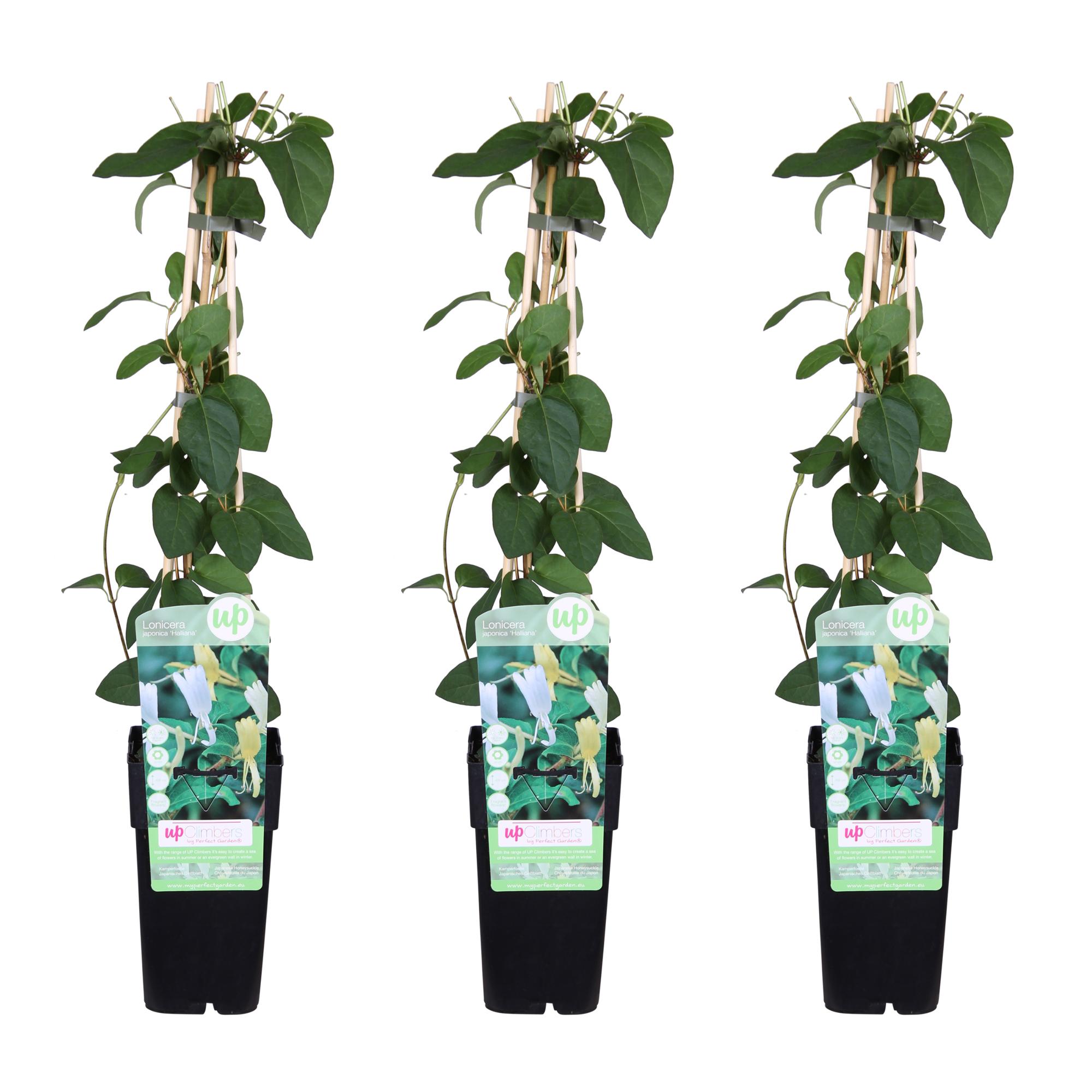 3x en pot Ø15cm. Plante verte type 3x, livrée en pot, idéale pour intérieur lumineux.