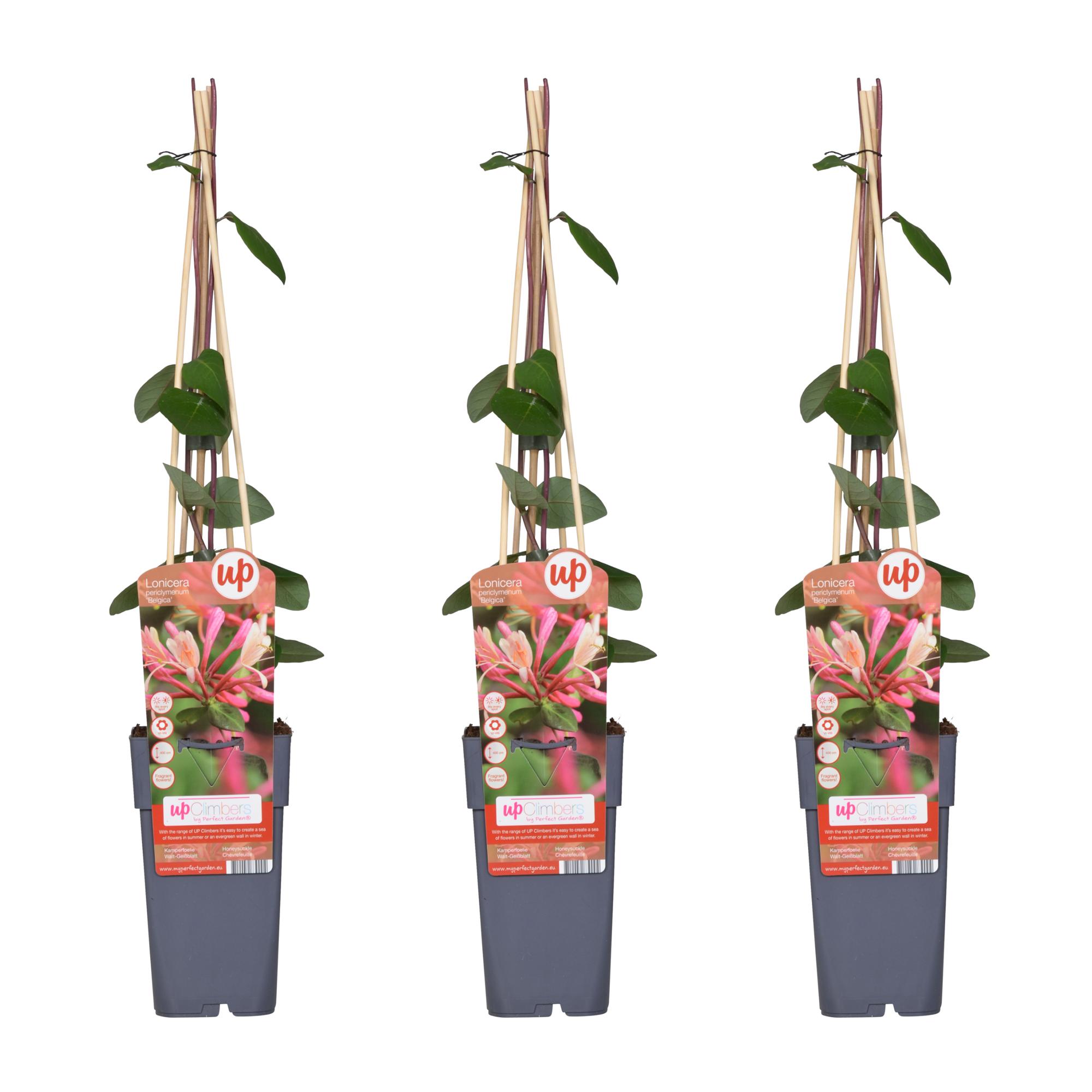 3x en pot Ø15cm. Plante verte type 3x, livrée en pot, idéale pour intérieur lumineux.