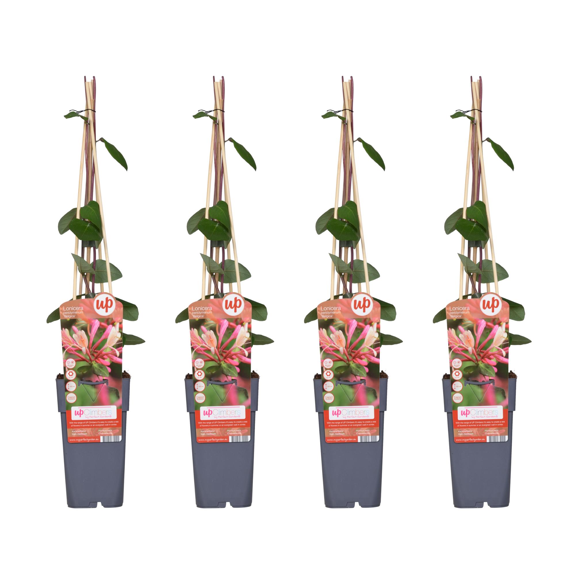 4x en pot Ø15cm. Plante verte type 4x, livrée en pot, idéale pour intérieur lumineux.