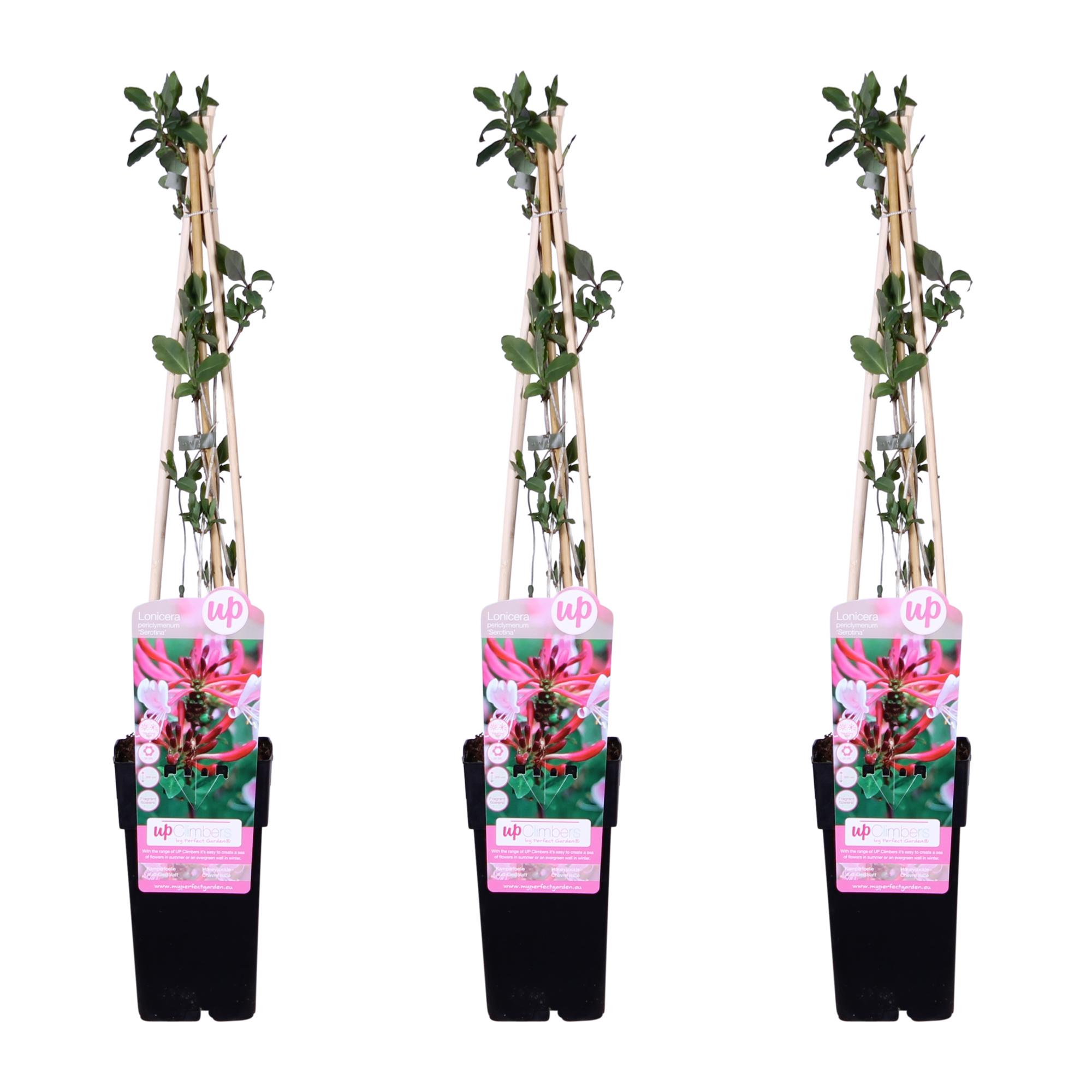 3x en pot Ø15cm. Plante verte type 3x, livrée en pot, idéale pour intérieur lumineux.