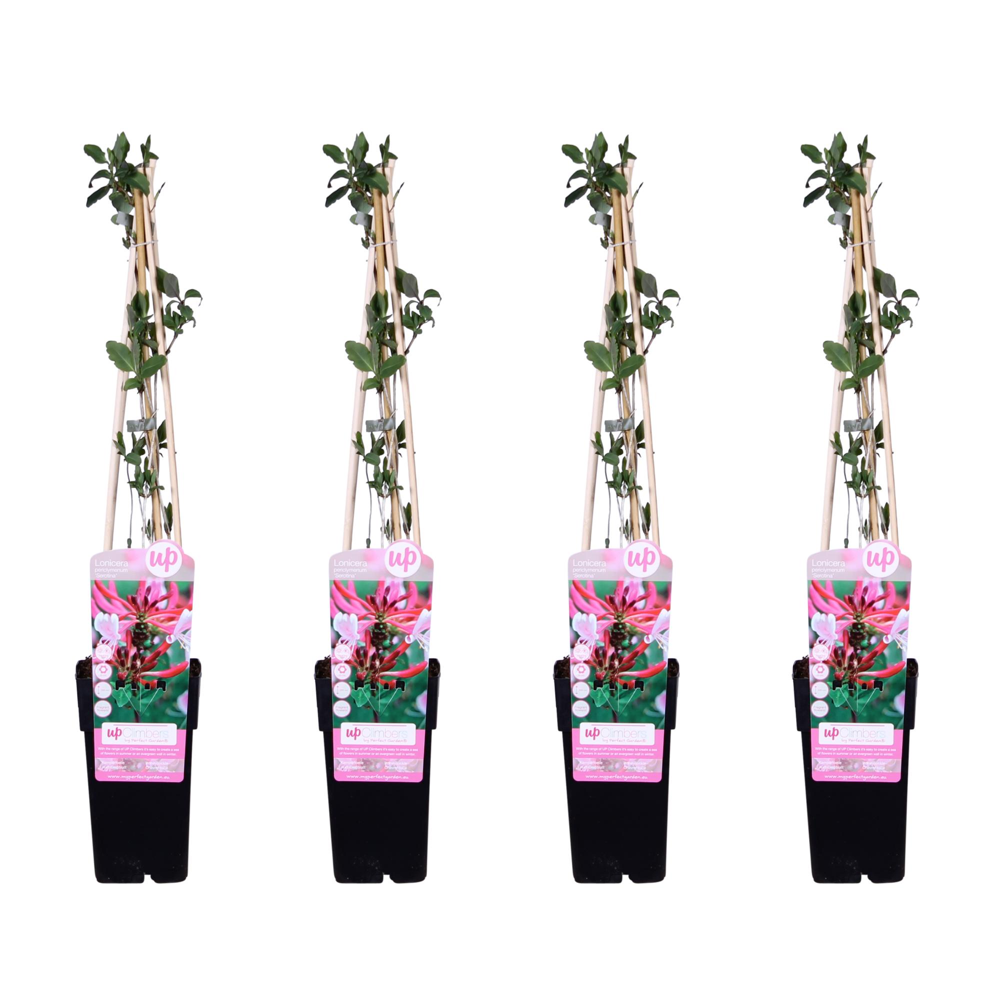 4x en pot Ø15cm. Plante verte type 4x, livrée en pot, idéale pour intérieur lumineux.